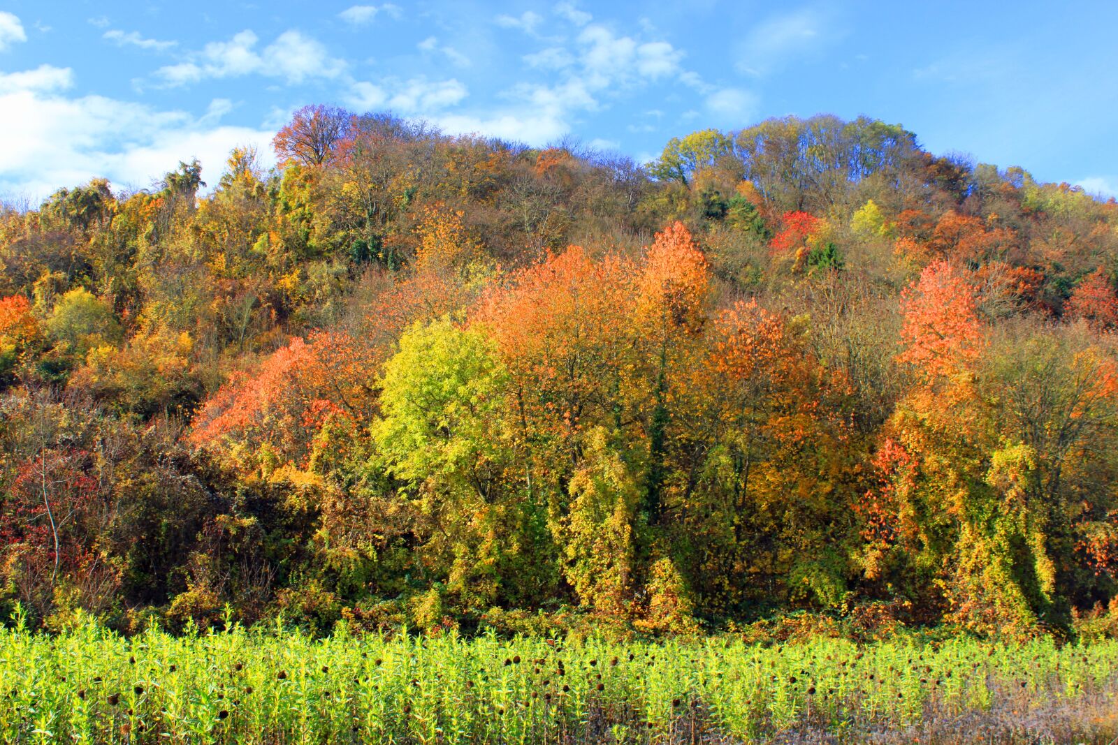 Canon EOS 500D (EOS Rebel T1i / EOS Kiss X3) sample photo. Autumn, leaves, forest photography
