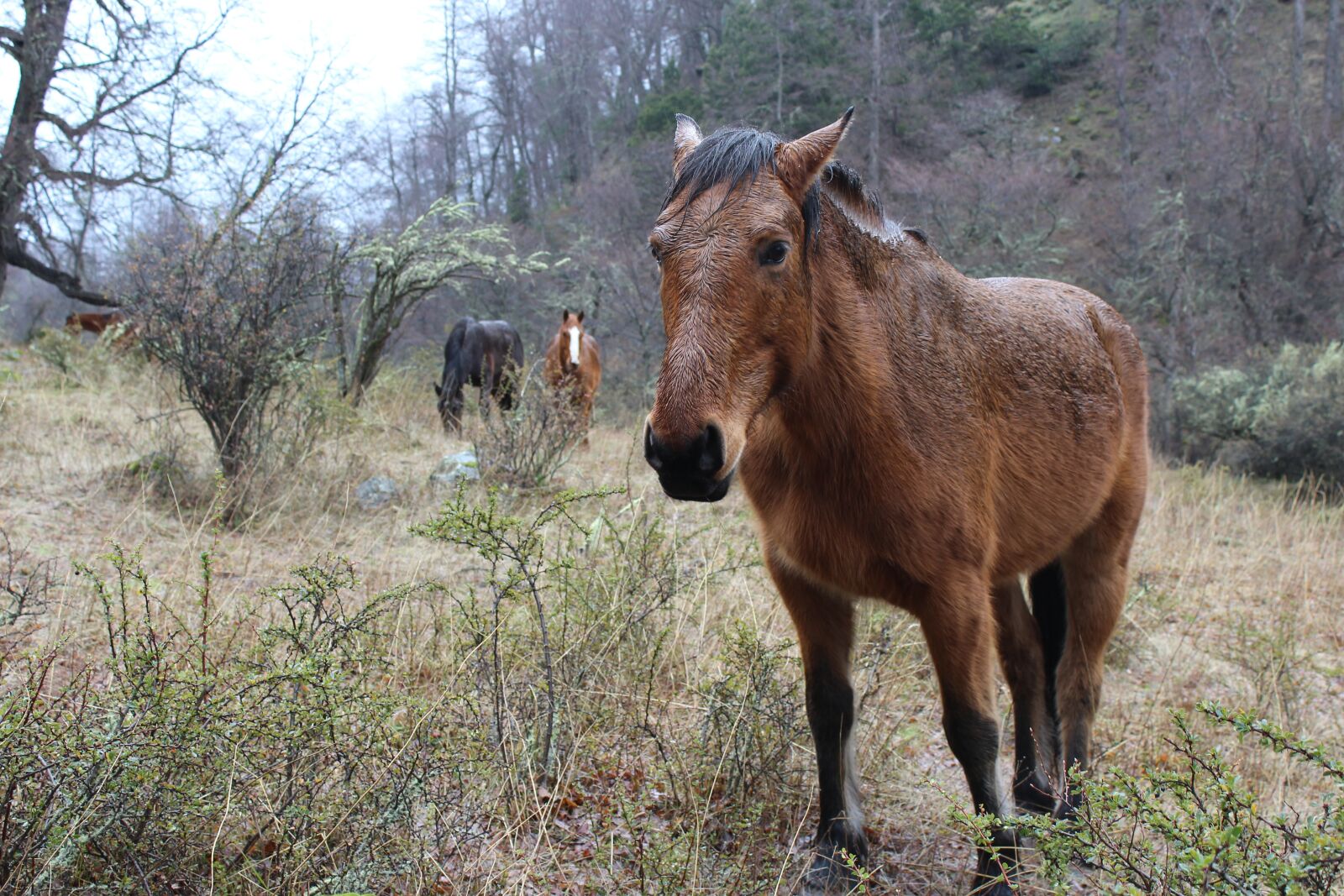 Canon EOS 1200D (EOS Rebel T5 / EOS Kiss X70 / EOS Hi) sample photo. Horses, animals, field photography