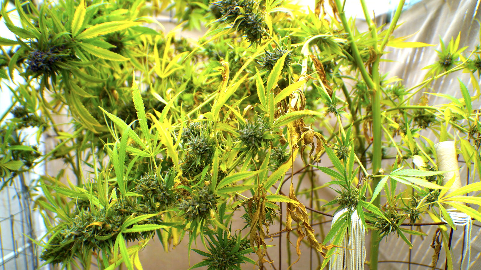 Sony SLT-A57 sample photo. Dank, ganja, marijuana, weed photography