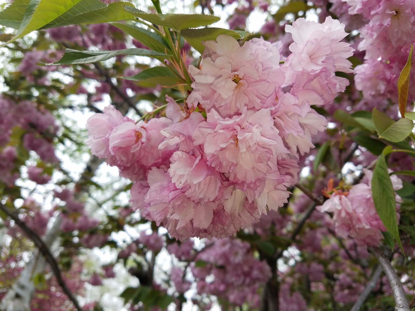 Samsung Galaxy S7 sample photo. Flower, pink, pink flowers photography