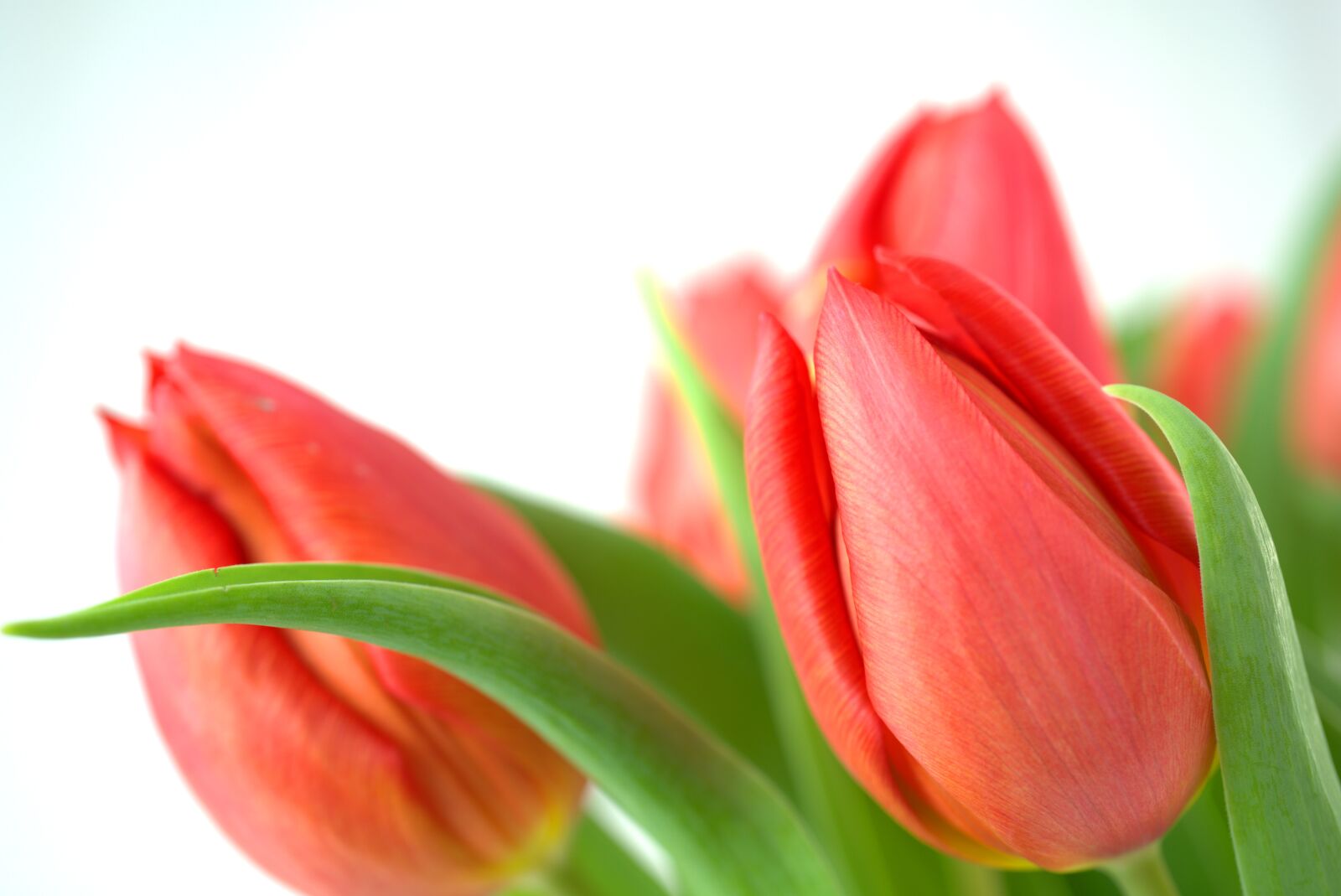 Sony FE 50mm F2.8 Macro sample photo. Tulip, spring, easter photography