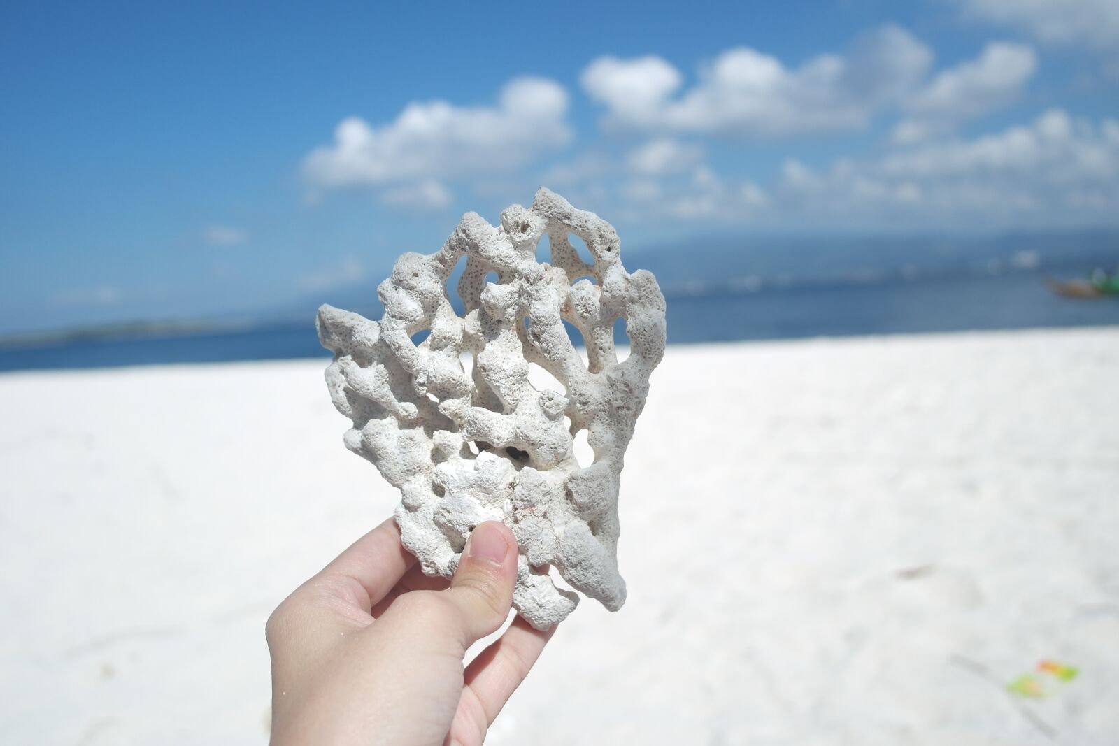 Samsung NX1000 sample photo. Sea shells, tropical, beach photography