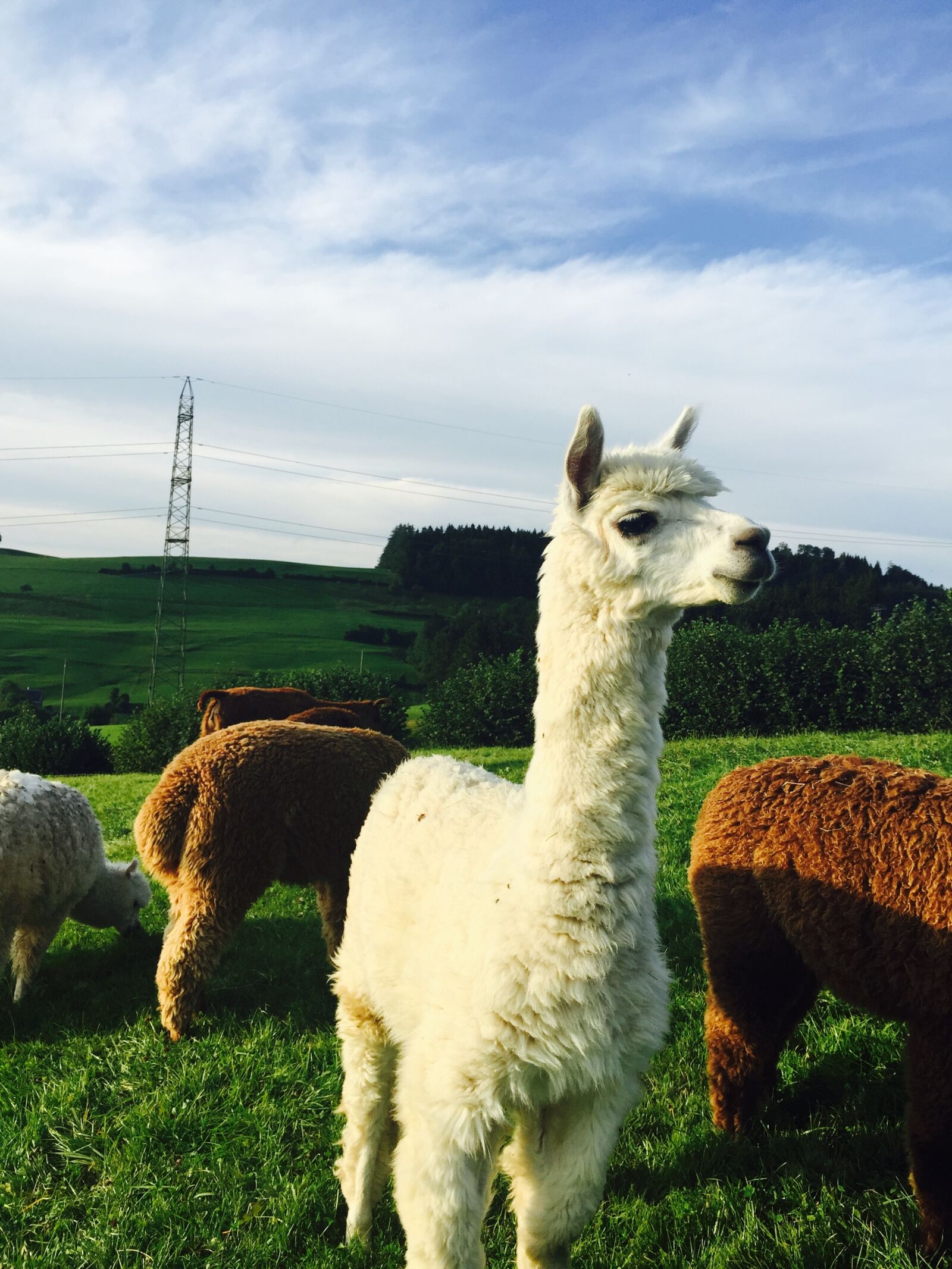 Apple iPhone 6 sample photo. Alpaca, st gallen, nature photography