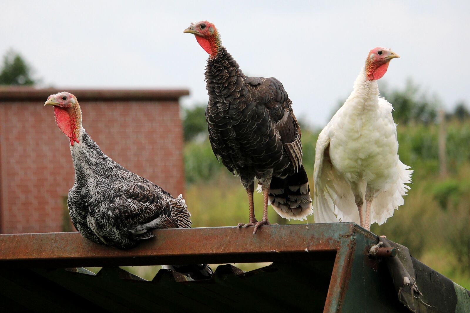 Canon EF-S 55-250mm F4-5.6 IS STM sample photo. Turkeys, three turkeys, small photography