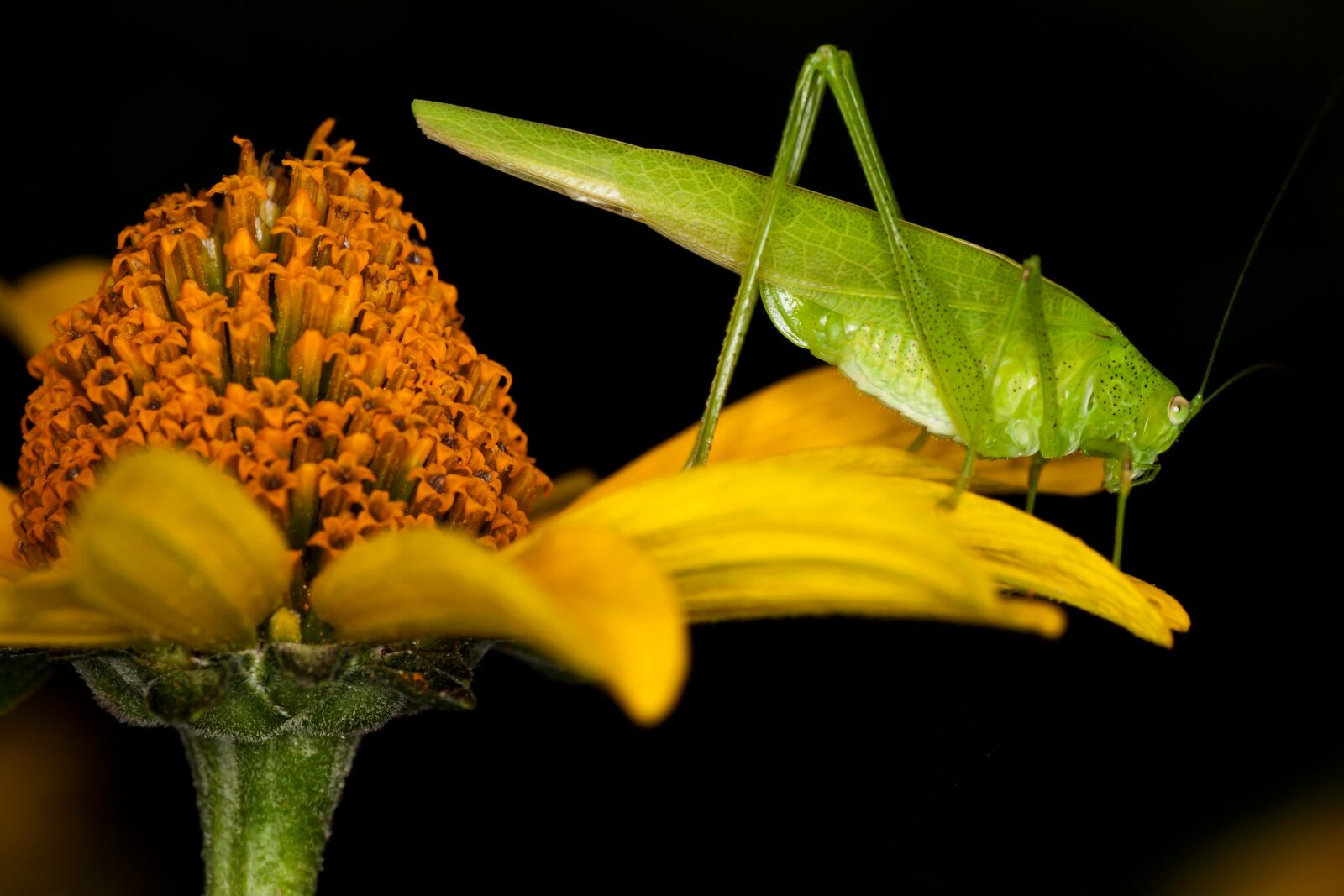 Canon EOS 400D (EOS Digital Rebel XTi / EOS Kiss Digital X) sample photo. Insect, grasshopper, macro photography