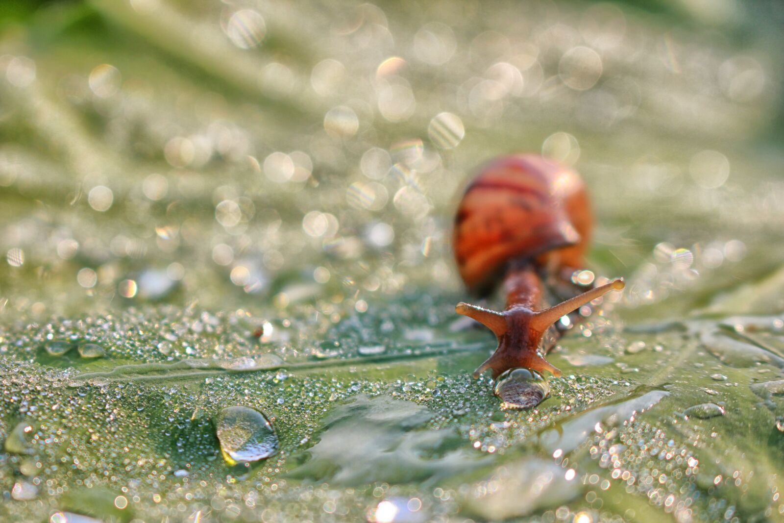 Canon EOS 60D sample photo. Snail, dew drops, leaf photography