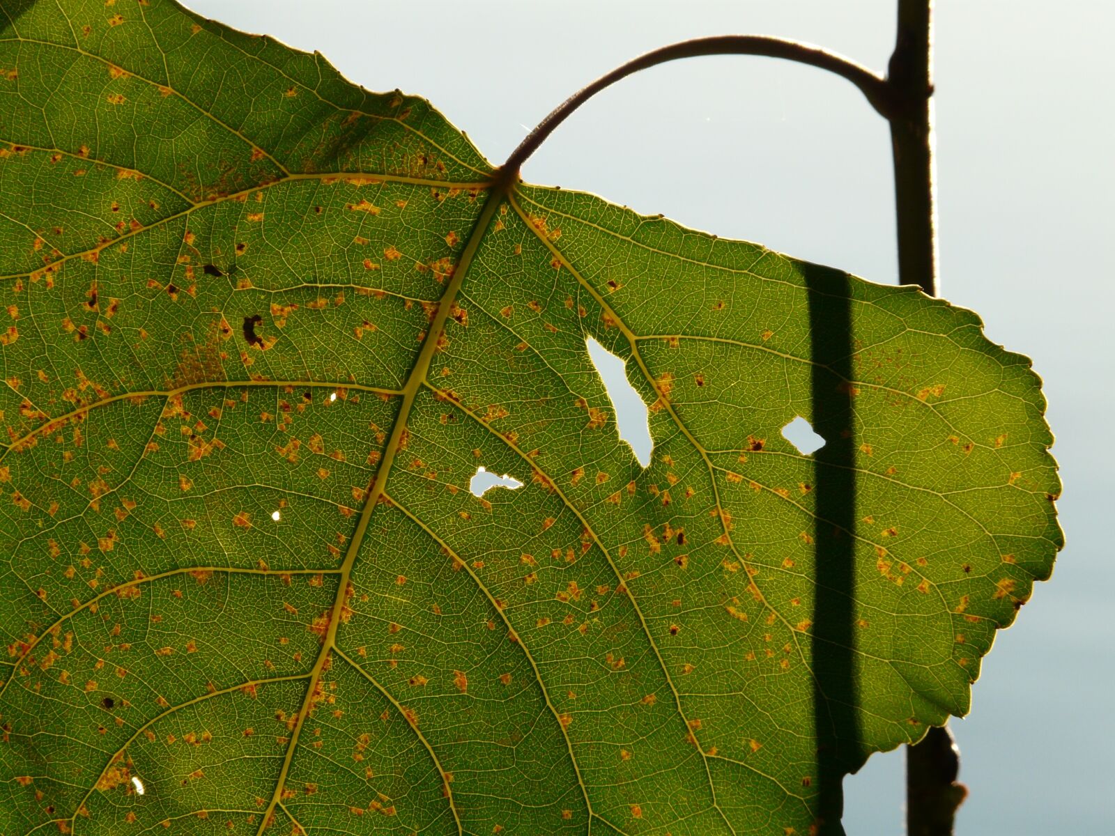 Panasonic DMC-FZ18 sample photo. Leaf, light, shine through photography