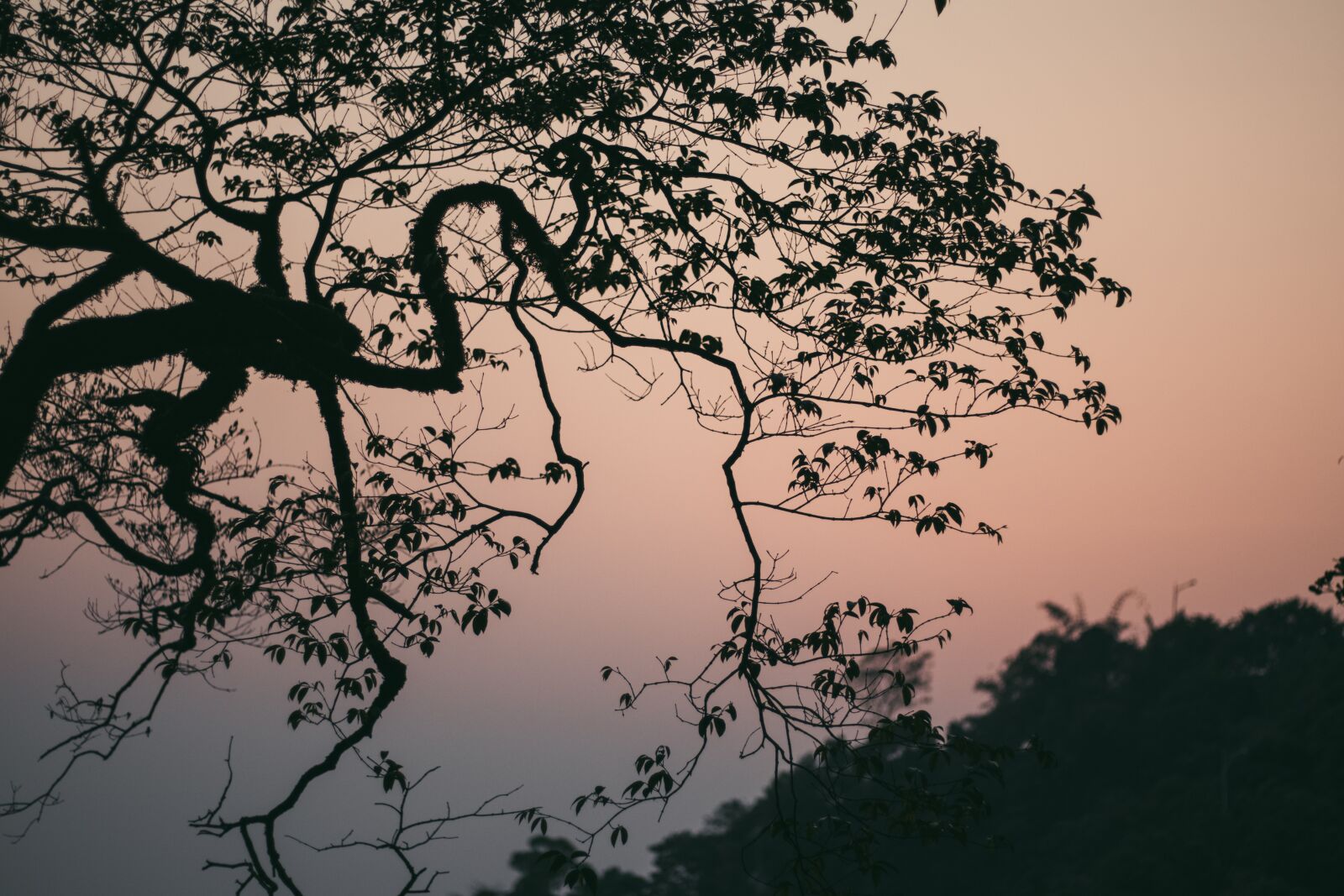 Canon EOS 77D (EOS 9000D / EOS 770D) + Canon EF 50mm F1.8 STM sample photo. Tree, landscape, travel photography