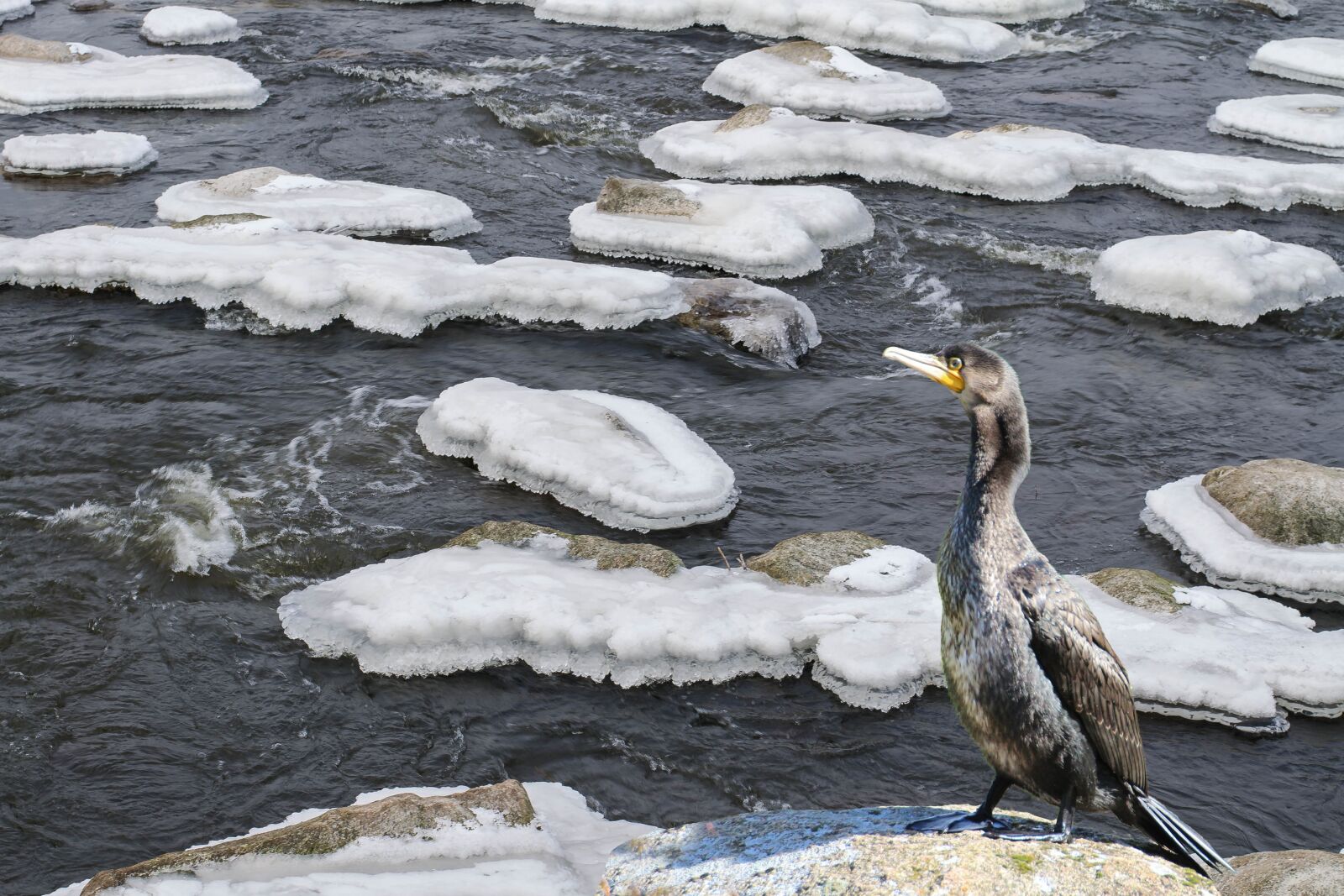 Nikon D3100 sample photo. Water bird, winter ice photography