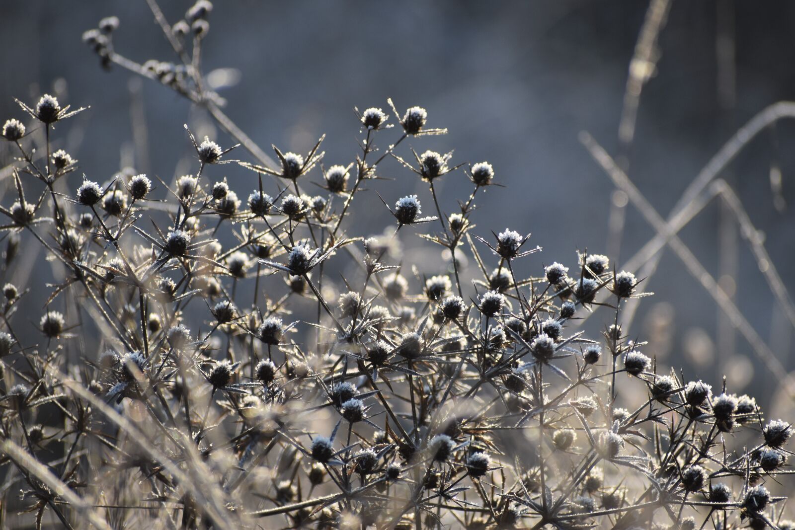 Nikon D3500 sample photo. Nature, winter, frost photography