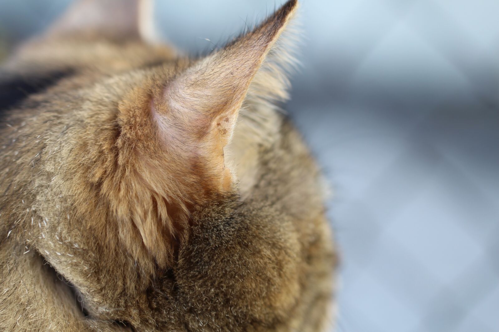 Canon EOS 700D (EOS Rebel T5i / EOS Kiss X7i) sample photo. Tipped ears, cat, look photography