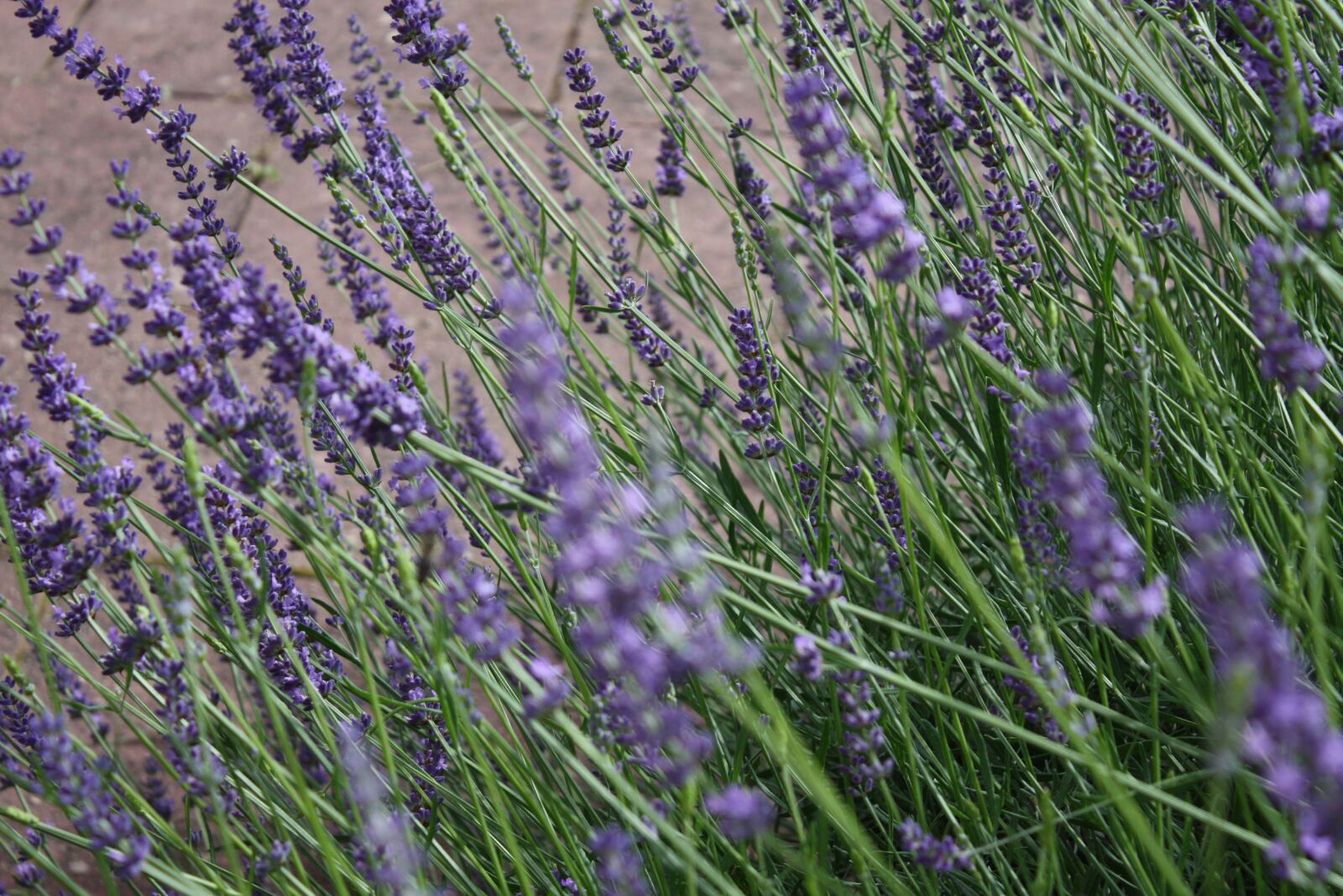 Canon EOS 450D (EOS Rebel XSi / EOS Kiss X2) sample photo. Lavendel, flowers, summer photography