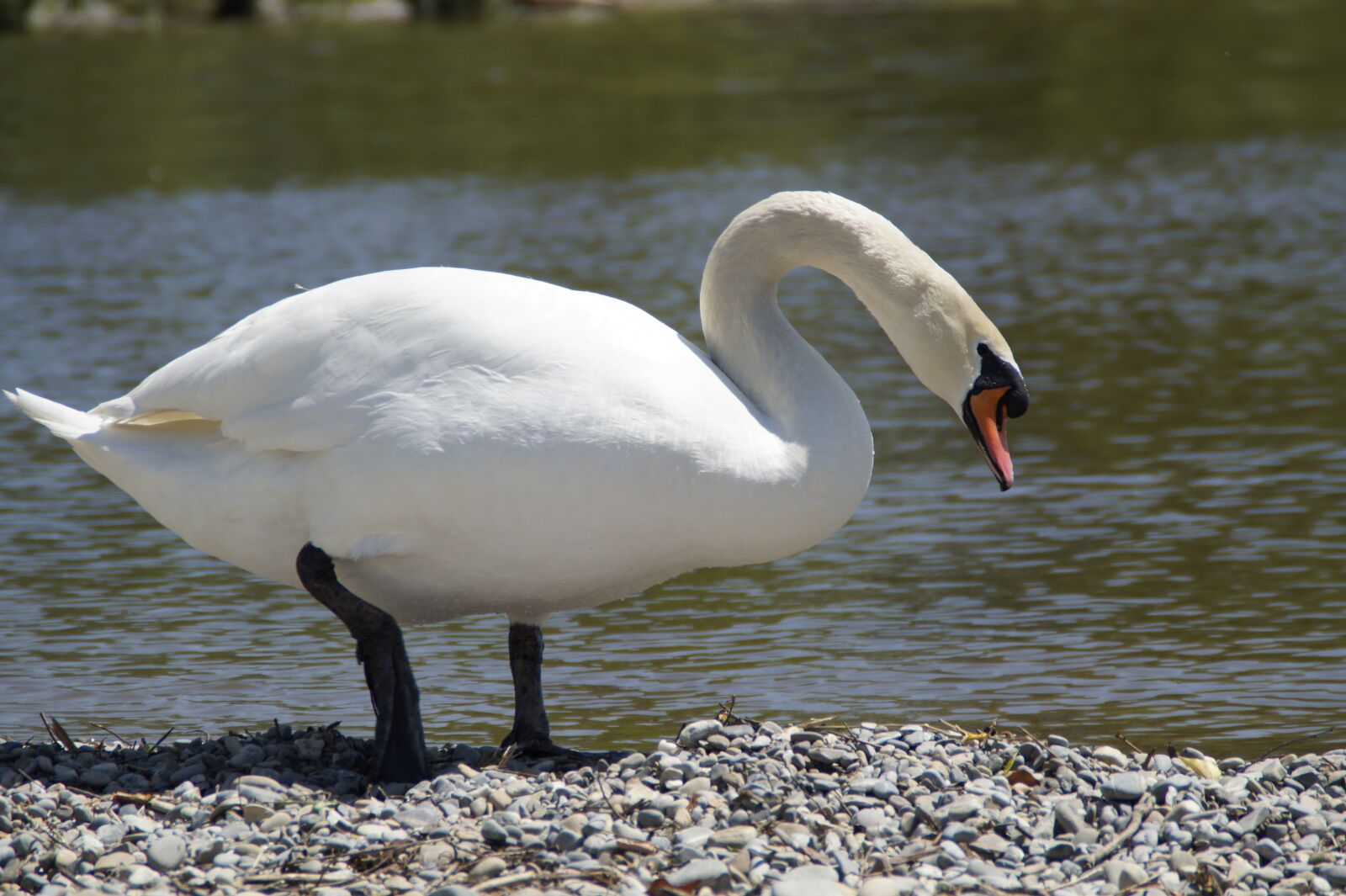 Sony SLT-A58 sample photo. Swan, white, bank photography