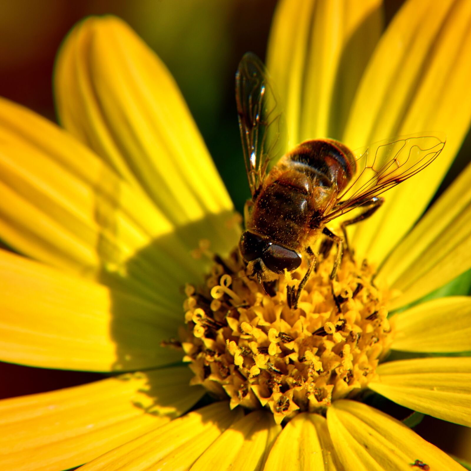 Nikon D5500 sample photo. Bee, blossom, bloom photography