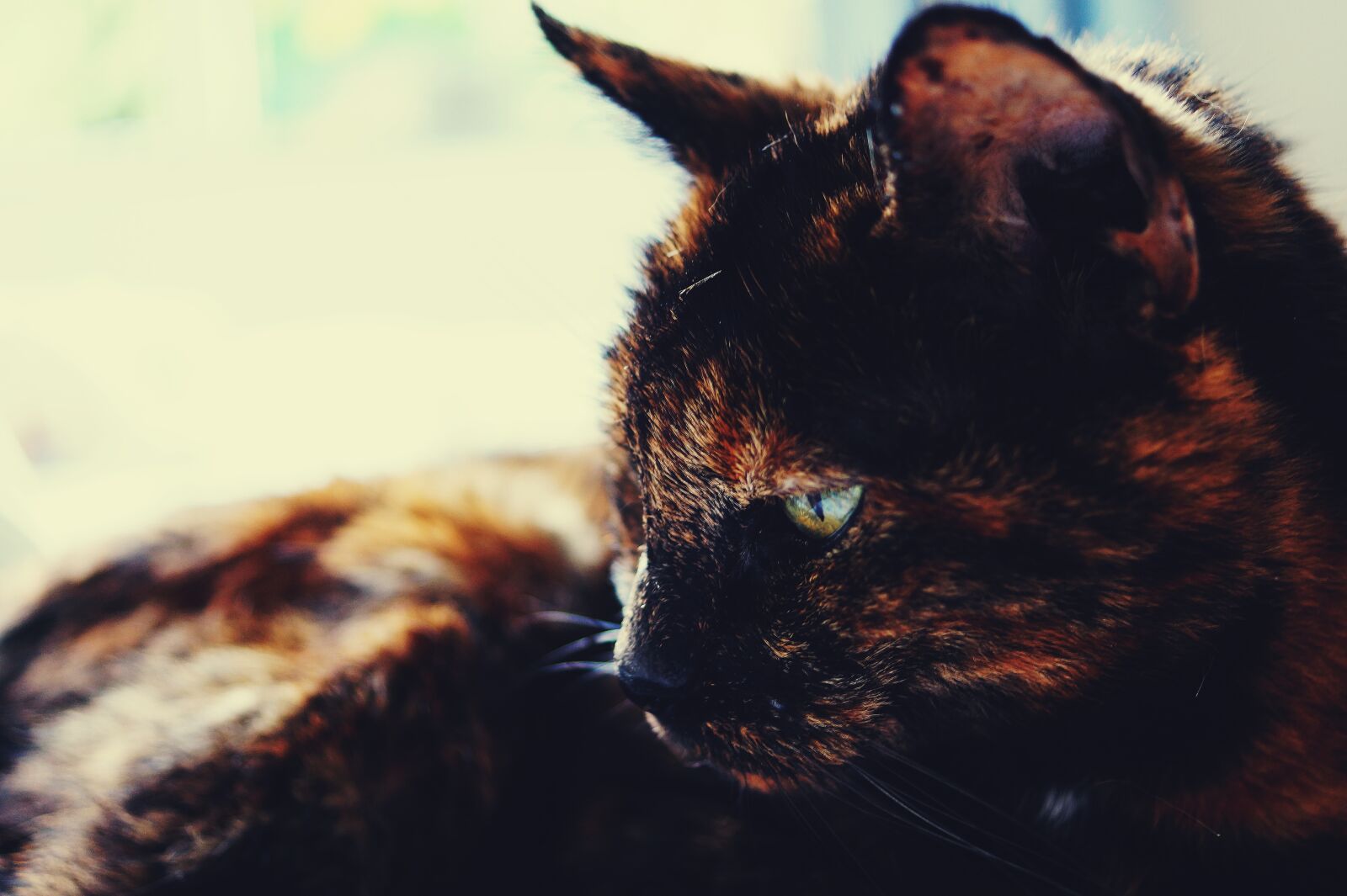 Sony SLT-A58 + Sony DT 30mm F2.8 Macro SAM sample photo. Adorable, animal, blur, cat photography