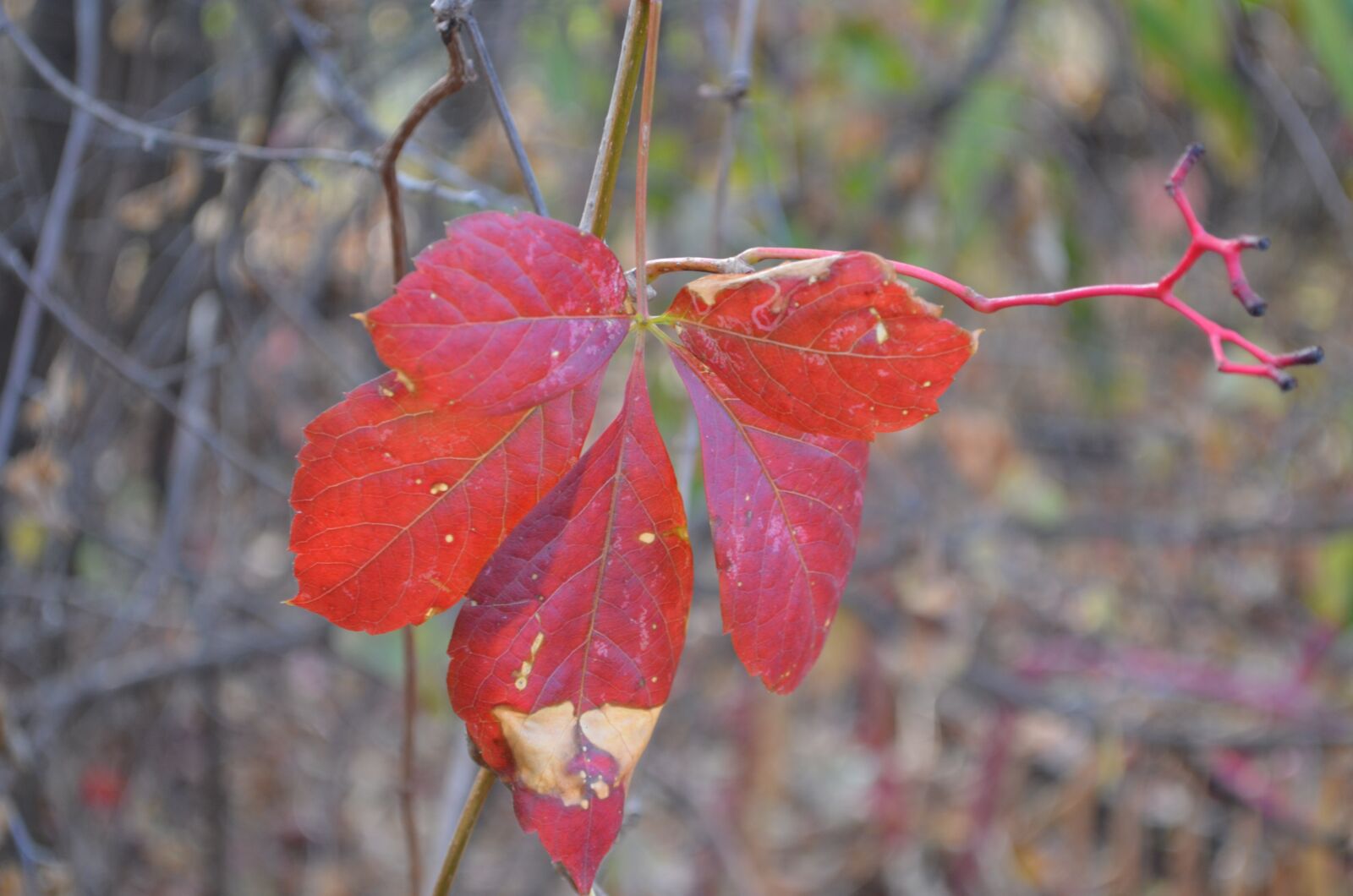 Nikon D5100 sample photo. Leaf, autumn, coloring photography