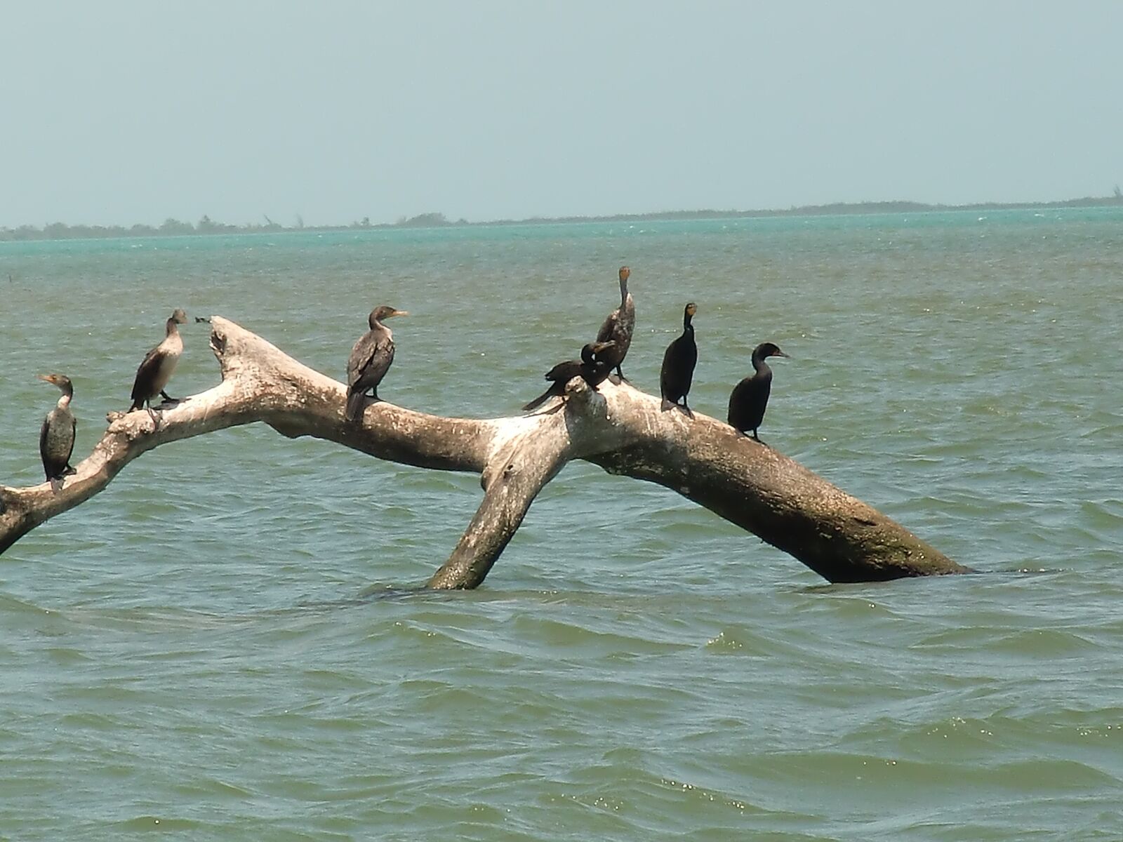 CASIO EX-H10 sample photo. Sea, birds, water photography