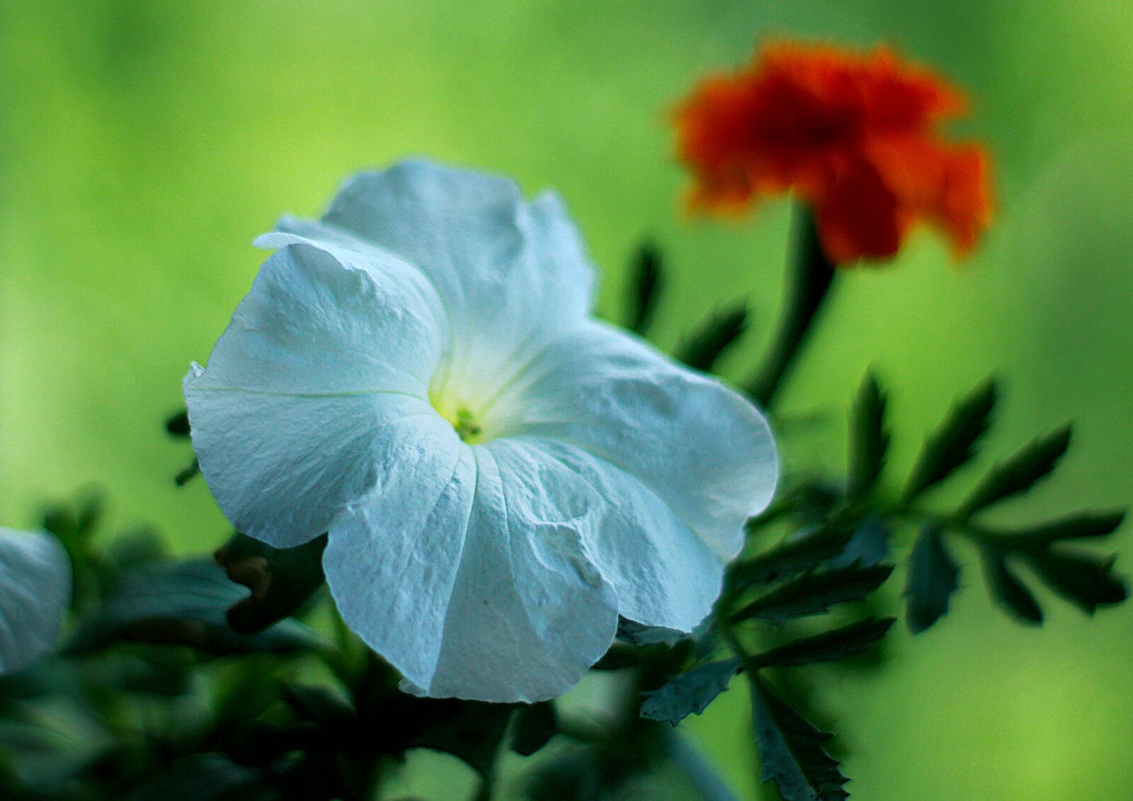 Canon EOS 1200D (EOS Rebel T5 / EOS Kiss X70 / EOS Hi) sample photo. Flowers, flower, spring photography