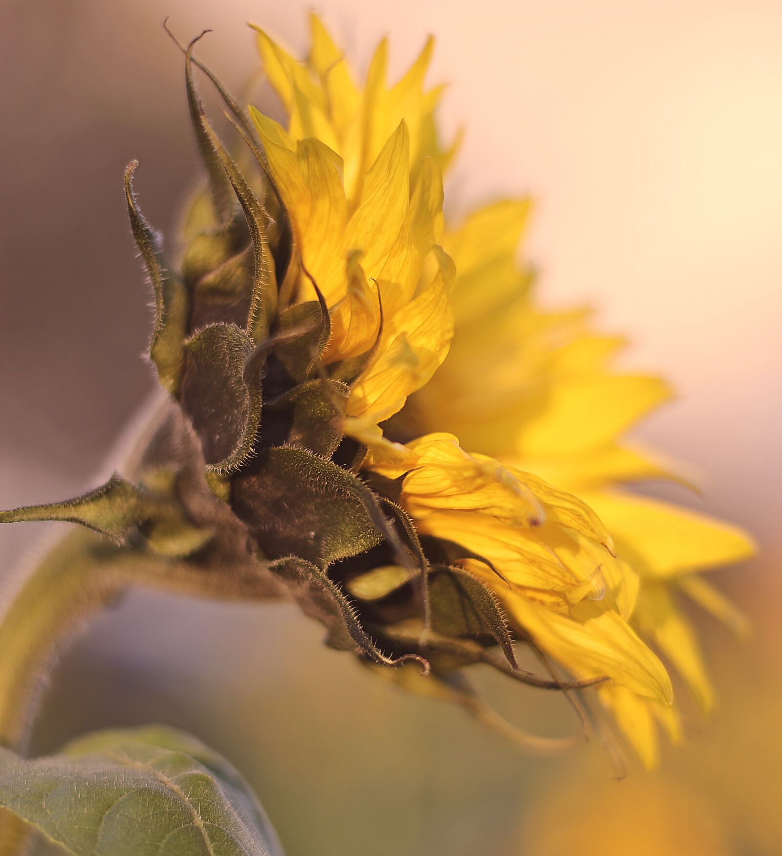 Canon EOS 100D (EOS Rebel SL1 / EOS Kiss X7) sample photo. Sunflower, flower, blossom photography