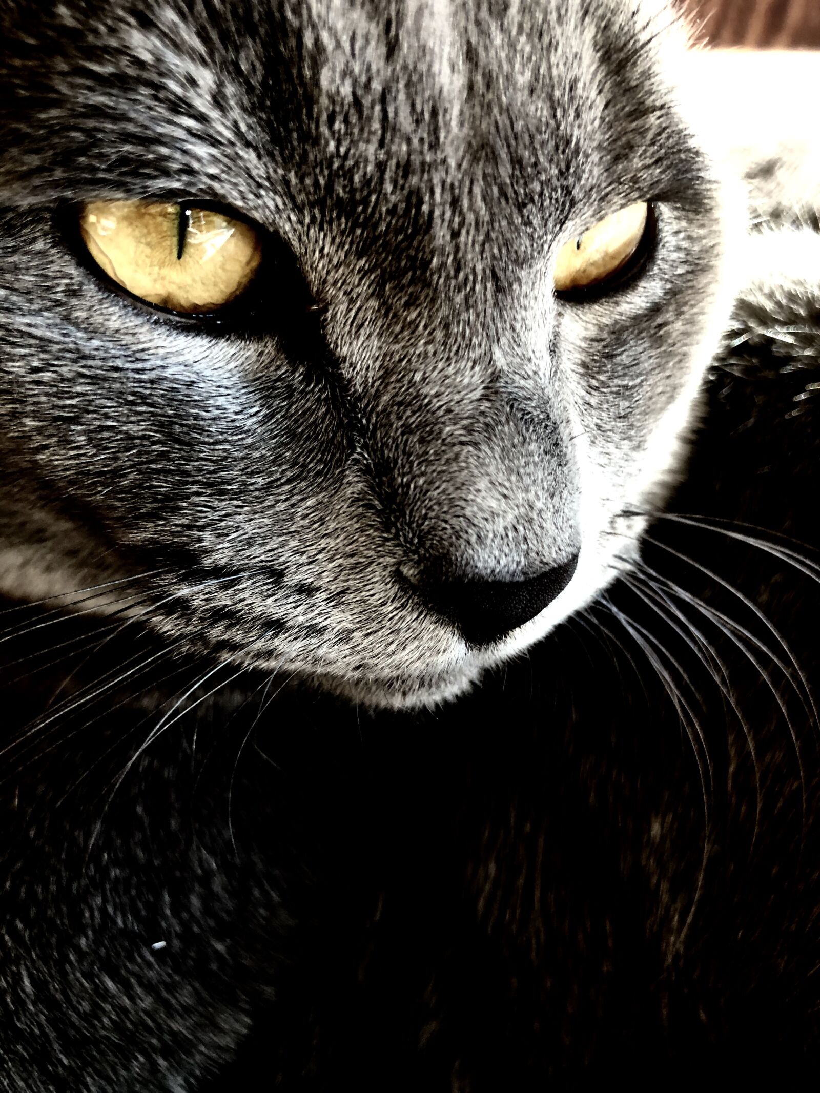 iPhone 8 Plus back dual camera 3.99mm f/1.8 sample photo. Cat, animal, pet photography