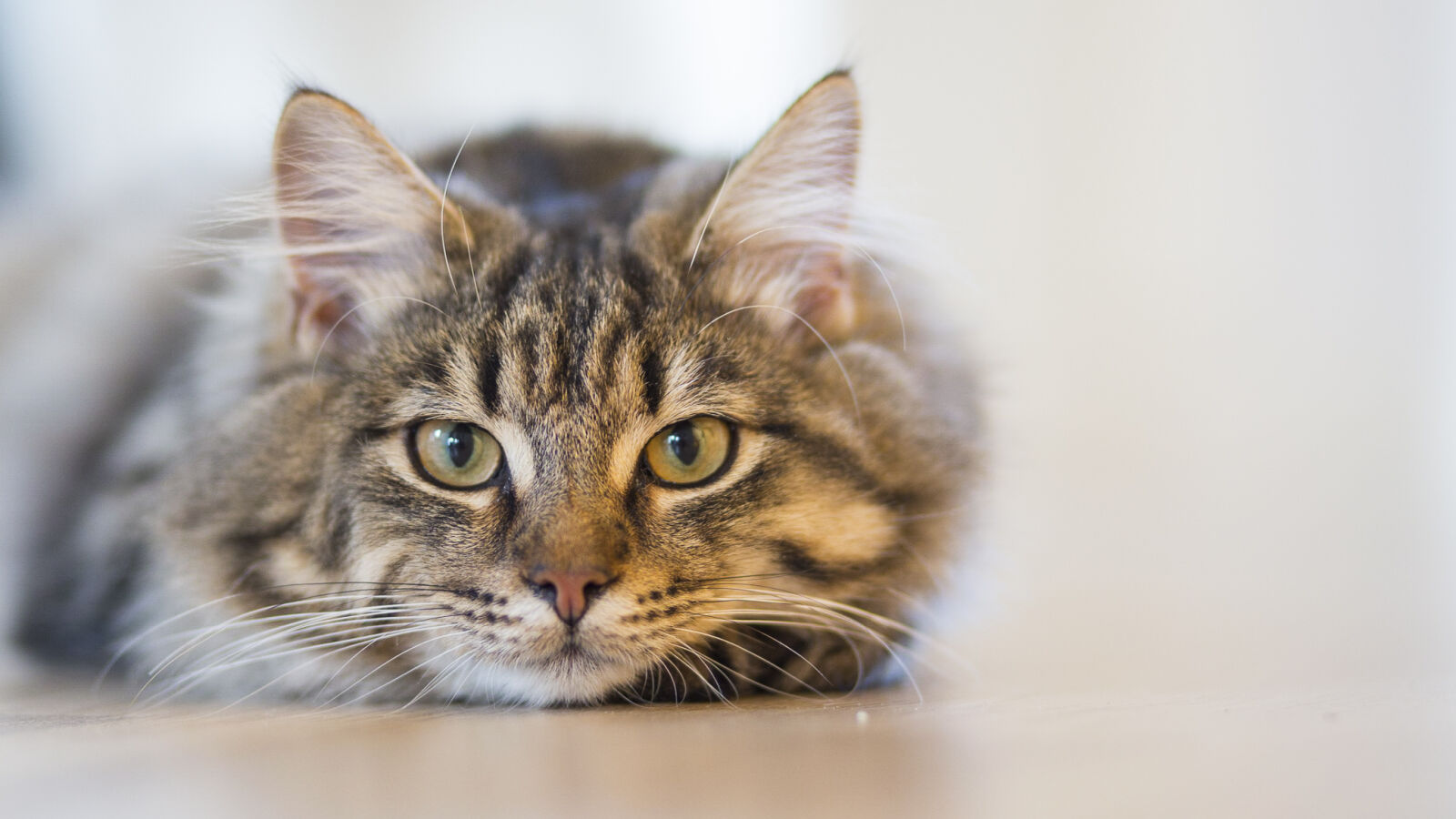 Canon EF 85mm F1.8 USM sample photo. Silver, tabby, cat, lying photography