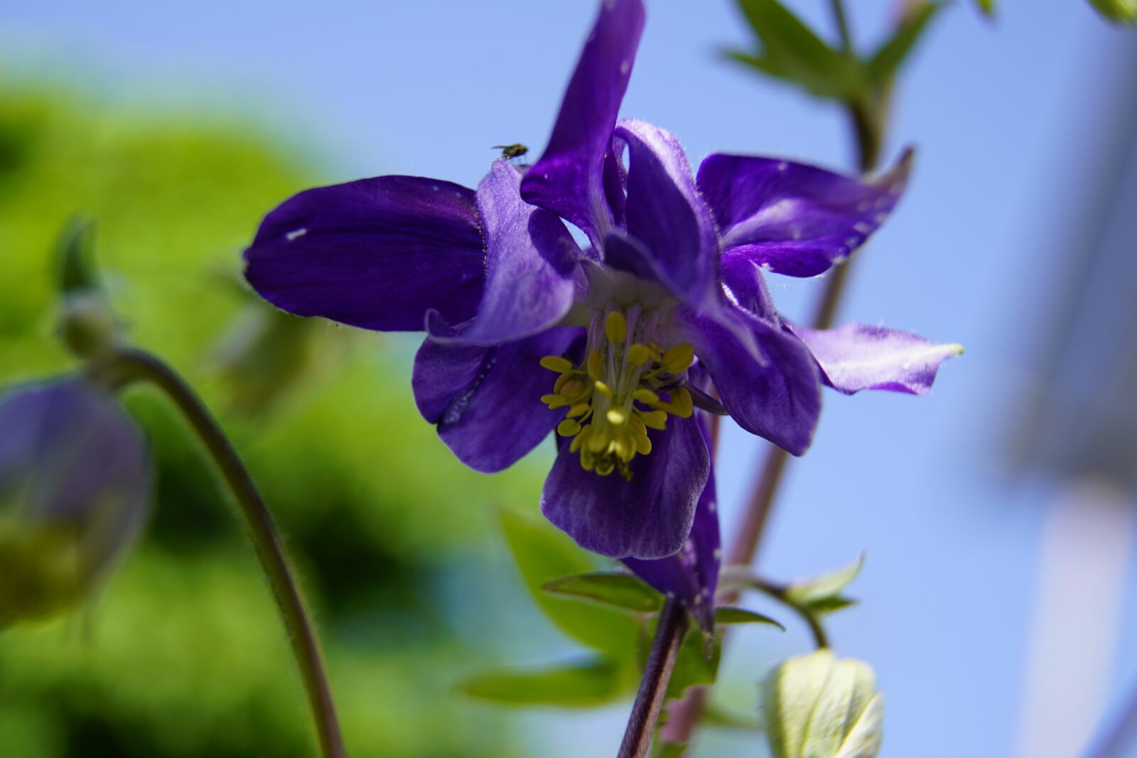 Sony a7R II + Sony E PZ 18-105mm F4 G OSS sample photo. Akelei, aquilegia, flower photography