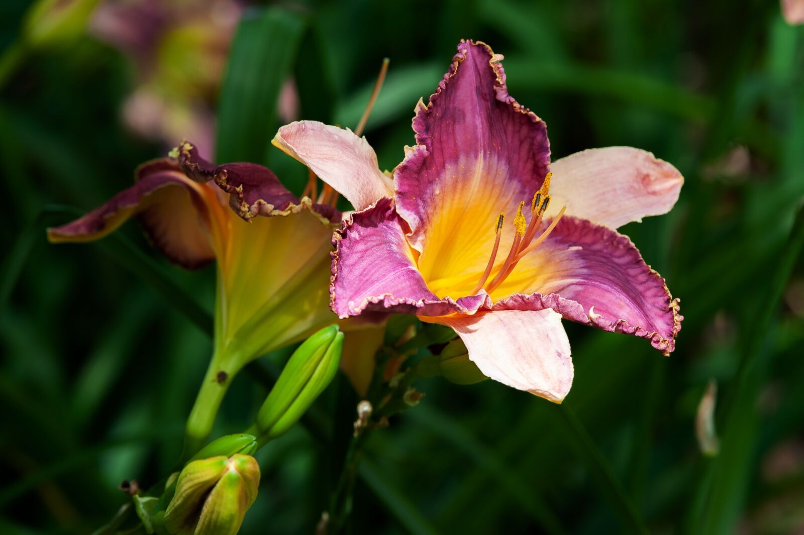 Tamron SP 70-200mm F2.8 Di VC USD sample photo. Flower, daylily, nature photography