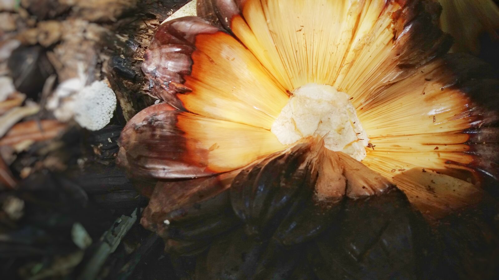 Samsung Galaxy J5 sample photo. Coconut water, vietnam, melons photography