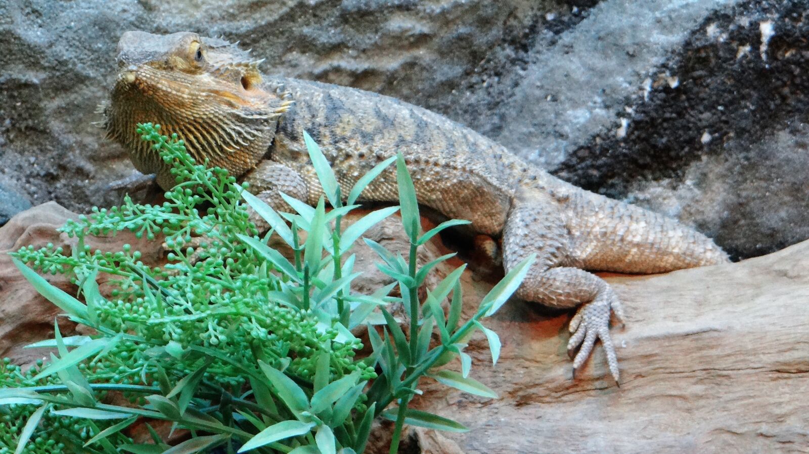 Sony DSC-HX200V sample photo. Lizard, nature, wild life photography