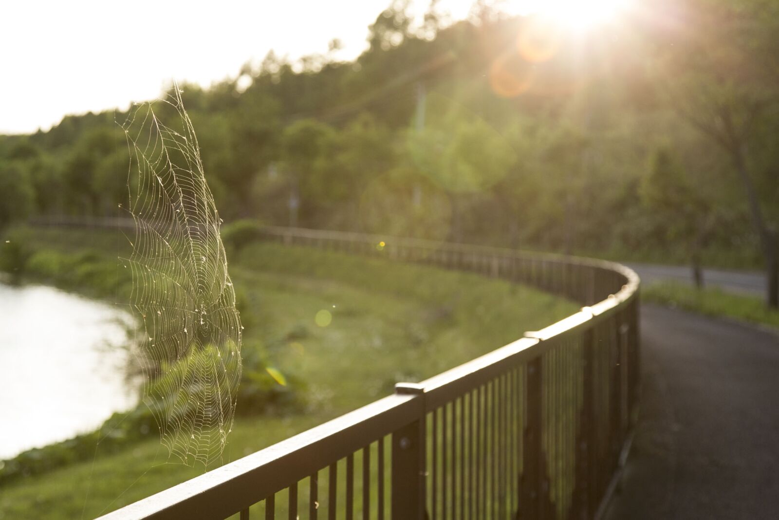 Canon EF 24-105mm F4L IS USM sample photo. Spider webs, garden, bright photography