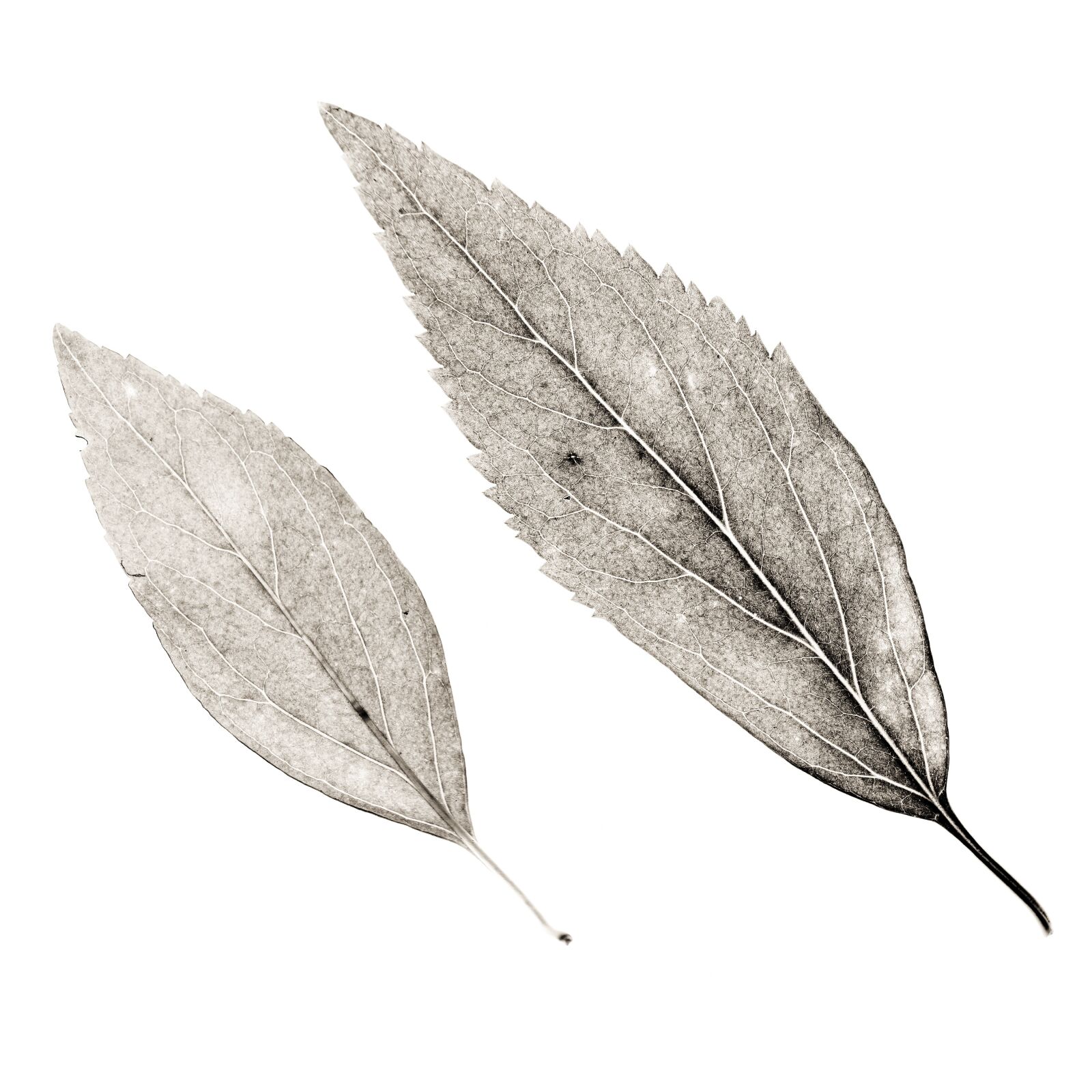 Nikon D750 sample photo. Leaves, leaf, plant photography