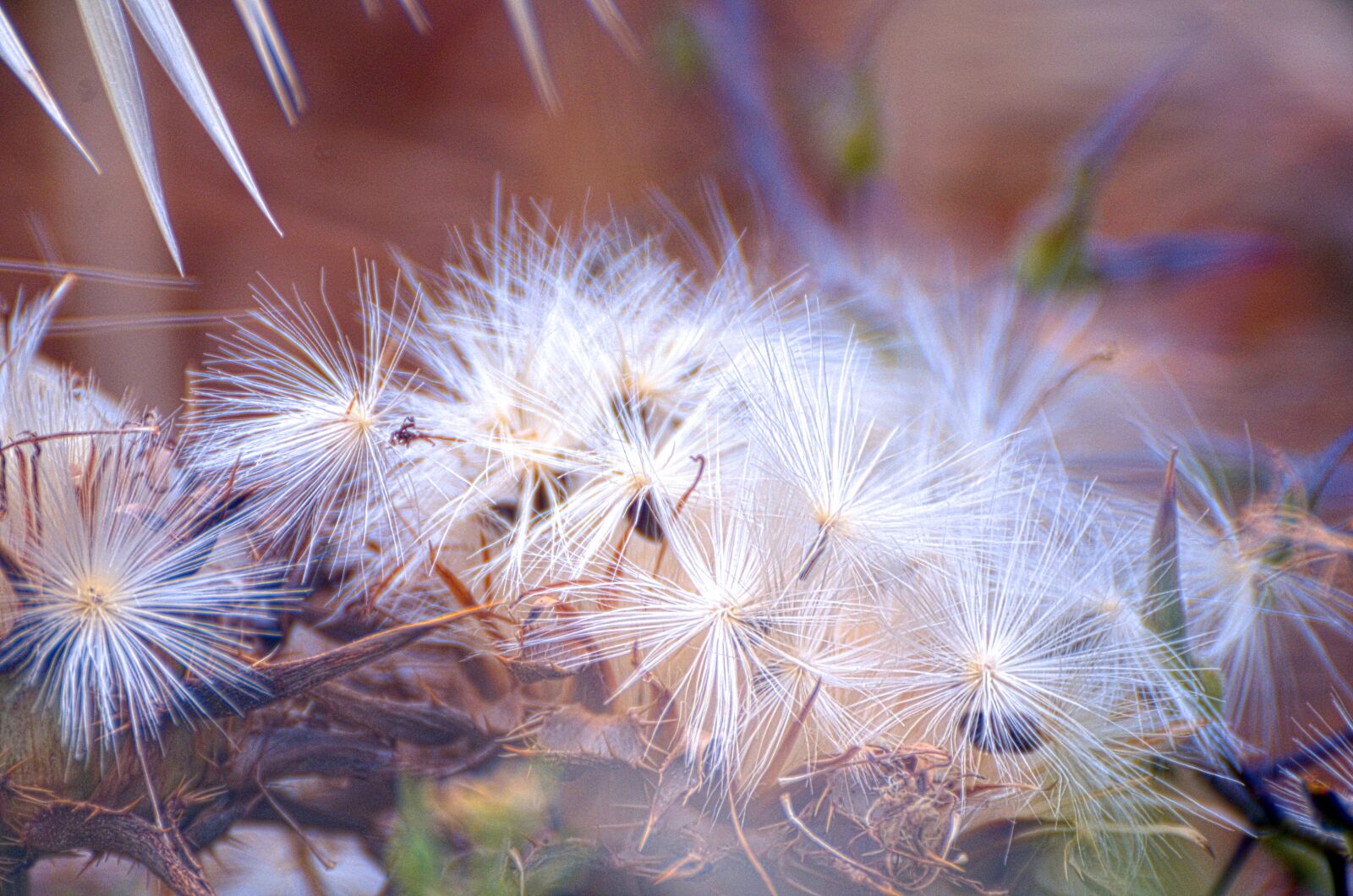 Nikon D7000 sample photo. Nature, flora, flower photography