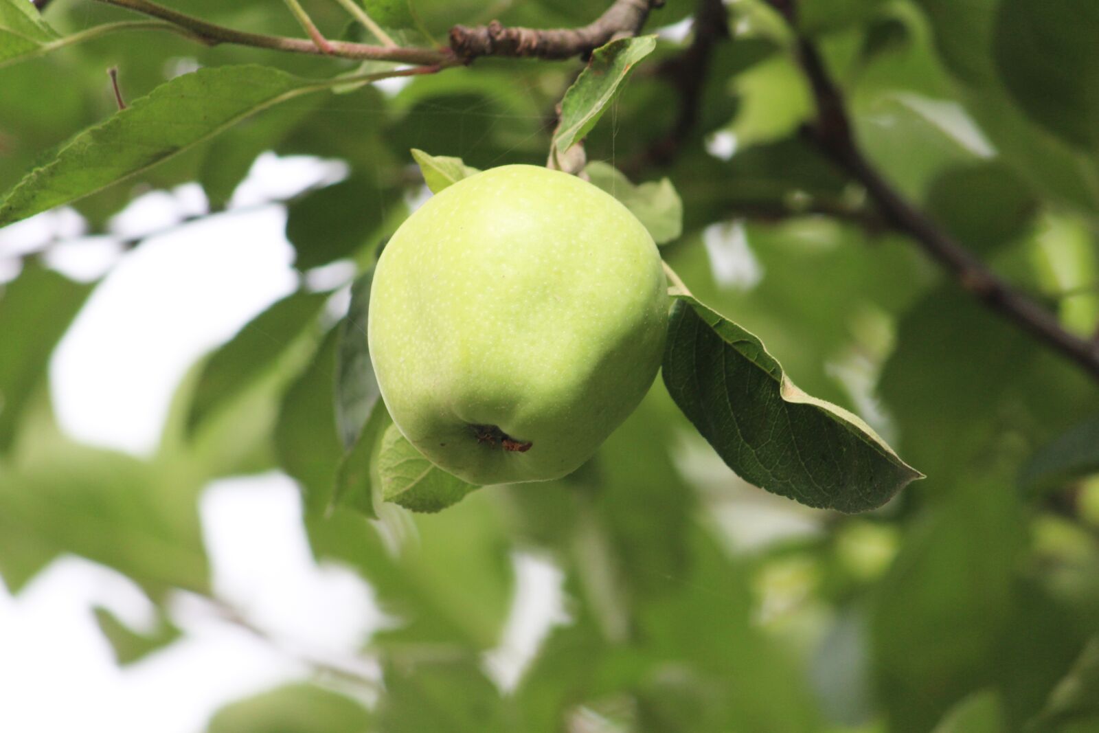 Canon EOS 700D (EOS Rebel T5i / EOS Kiss X7i) sample photo. Green apple, himalayan apple photography
