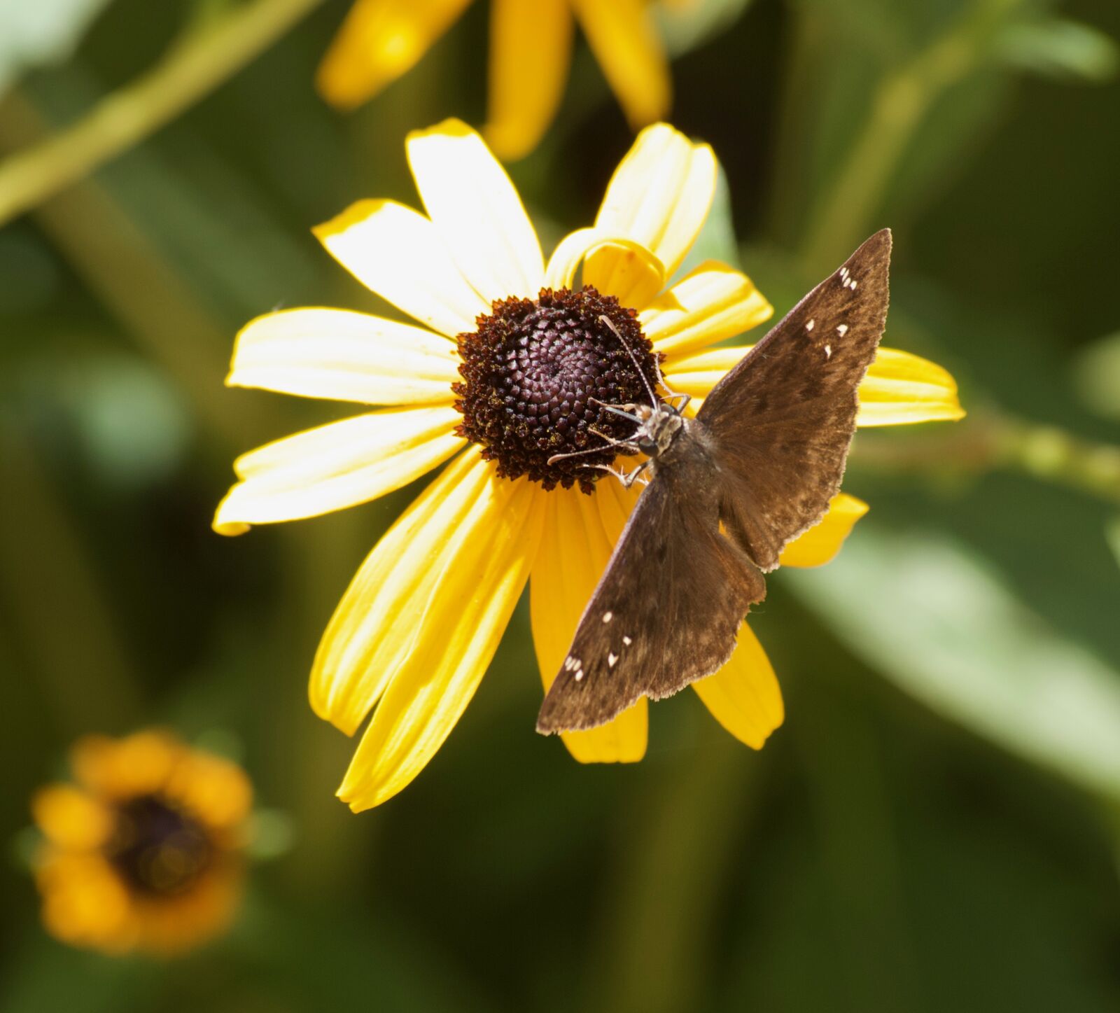 Nikon D3200 sample photo. Nature, flower, butterfly photography