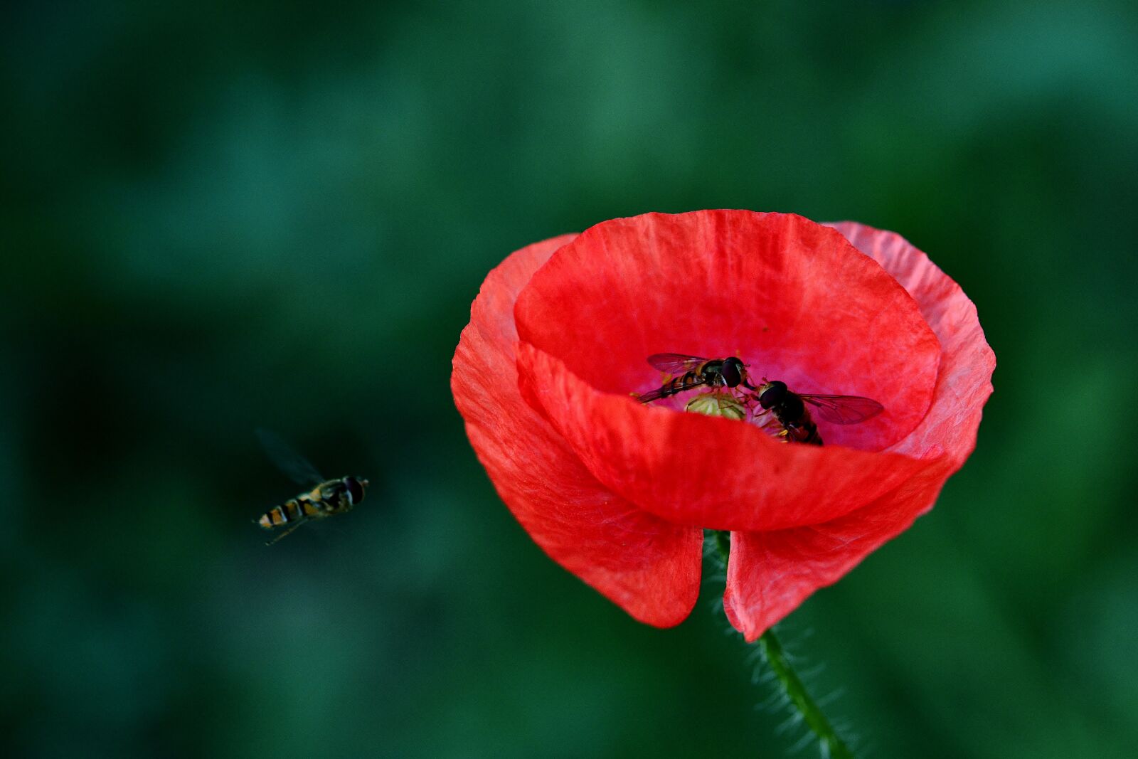 Nikon D5200 sample photo. Corn poppy flower, hoverfly photography