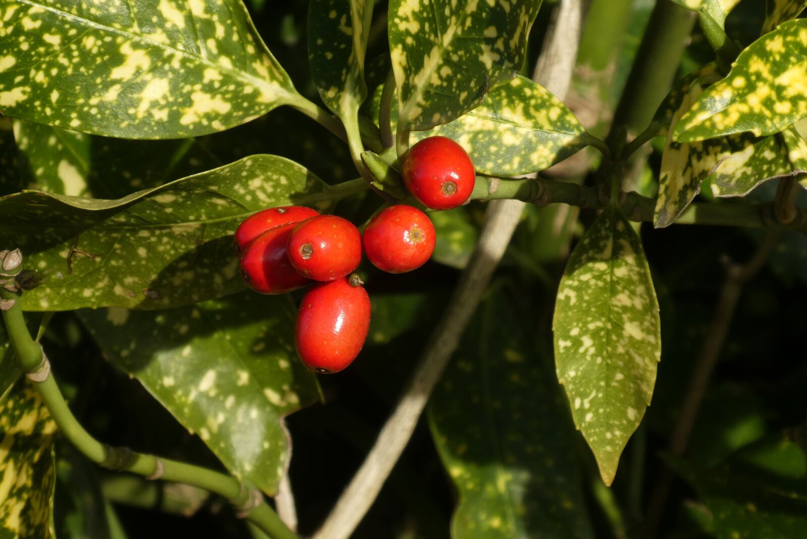 Panasonic Lumix DC-ZS70 (Lumix DC-TZ90) sample photo. Berries, red, leaves photography