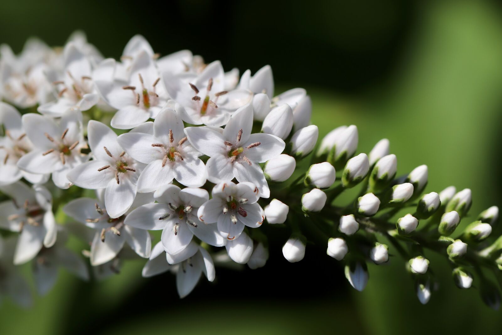 Canon EOS 800D (EOS Rebel T7i / EOS Kiss X9i) sample photo. Snow-felberich, loosestrife, lysimachia clethroides photography