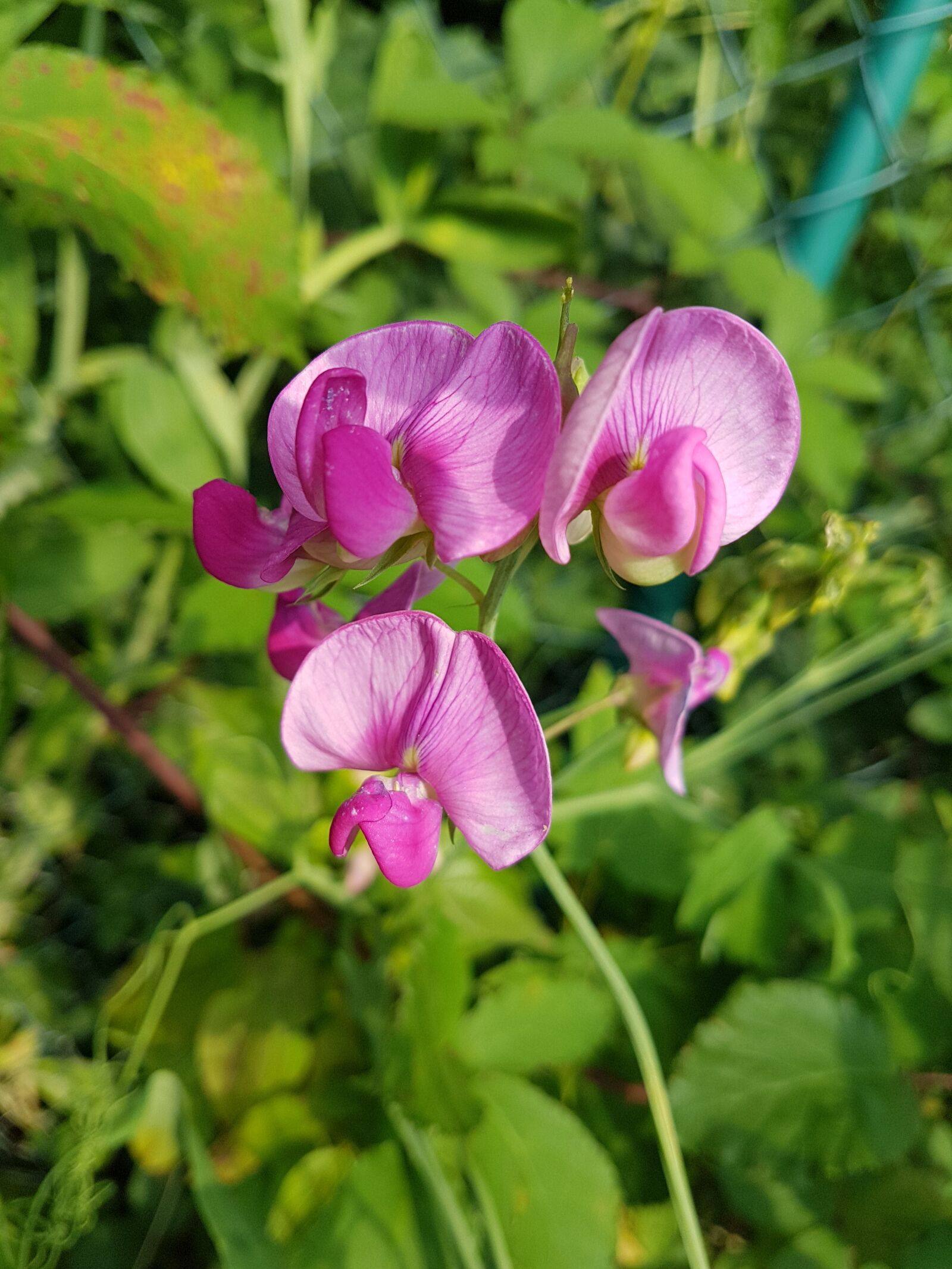 Samsung Galaxy S7 sample photo. Flower, summer, summer plant photography