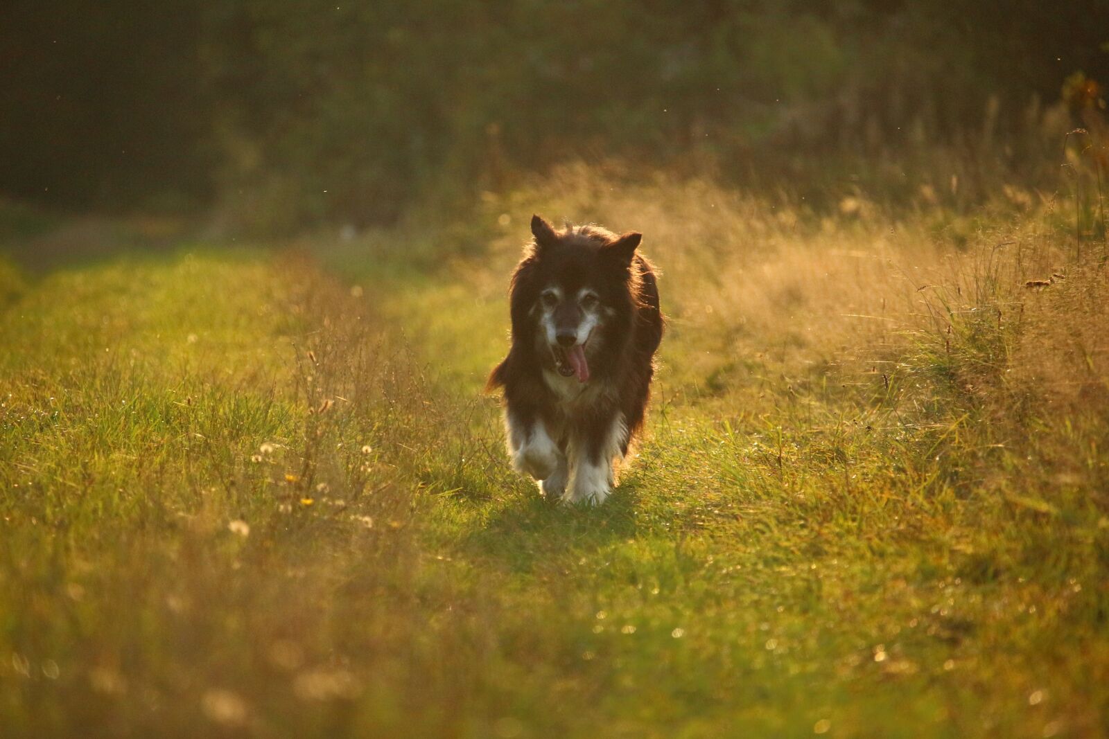 Canon EOS 100D (EOS Rebel SL1 / EOS Kiss X7) sample photo. Dog, autumn, nature photography