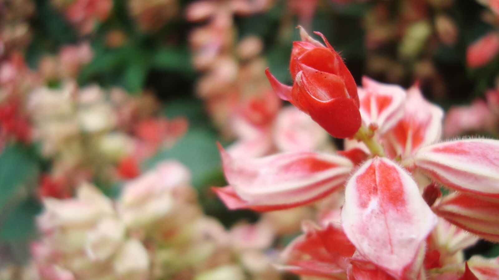 Sony Cyber-shot DSC-W120 sample photo. Flower, red, garden photography