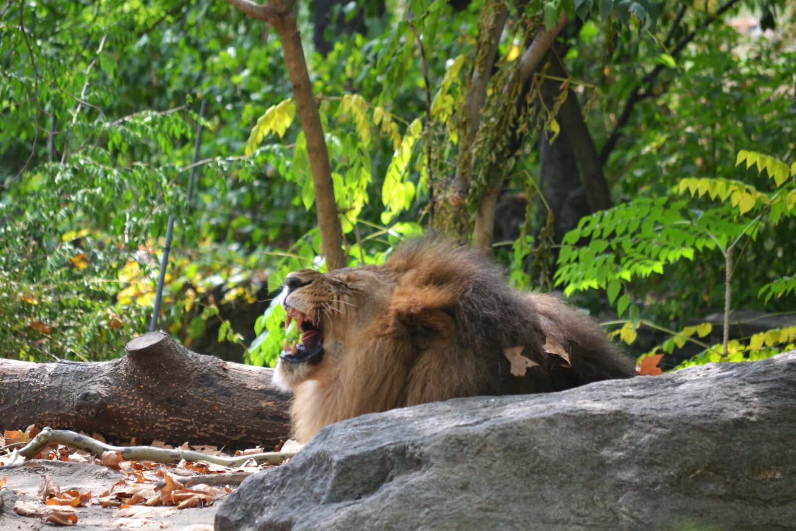 Nikon D3100 sample photo. Lion, bronx zoo, animal photography