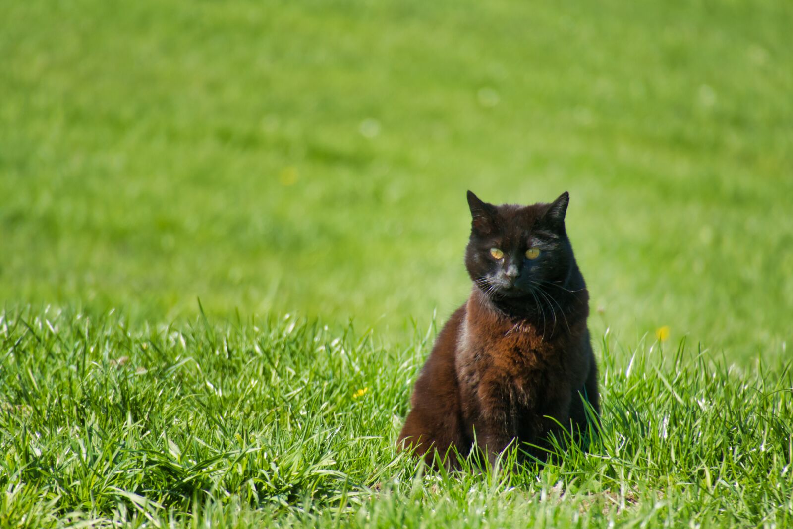Canon PowerShot G3 X sample photo. Cat, black, meadow photography