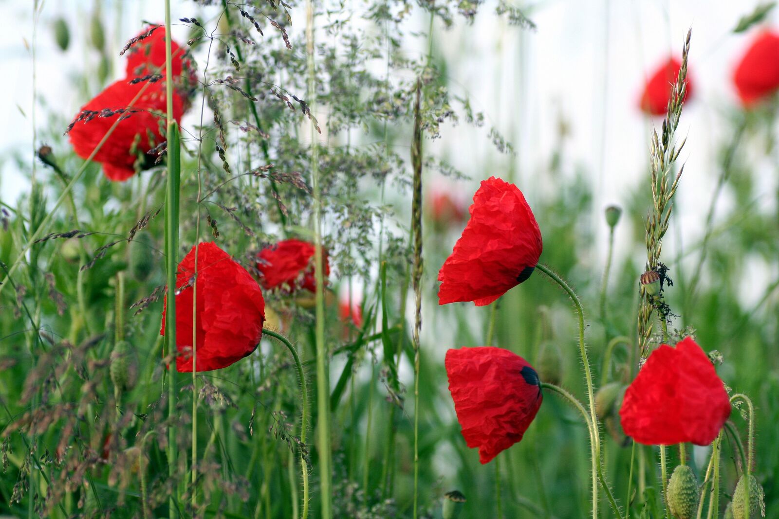 Canon EOS 350D (EOS Digital Rebel XT / EOS Kiss Digital N) sample photo. Poppies, flowers, field of photography