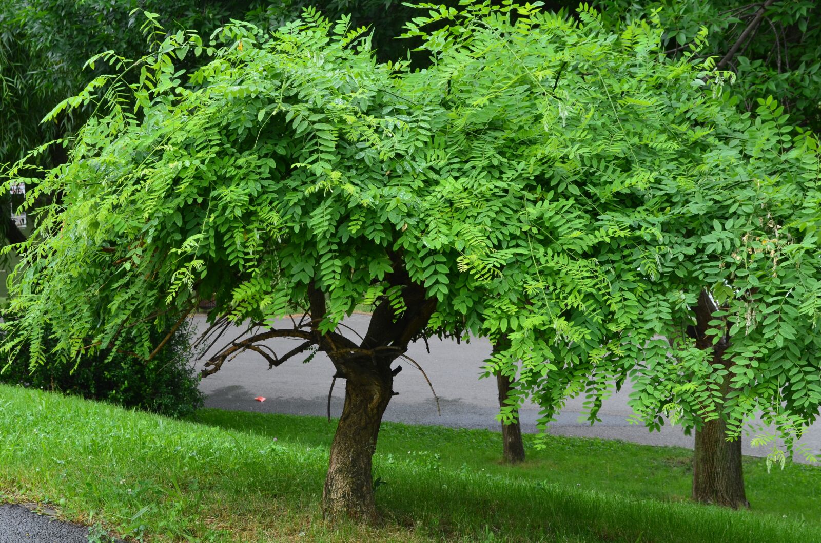 Nikon D5100 sample photo. Tree, nature, green photography