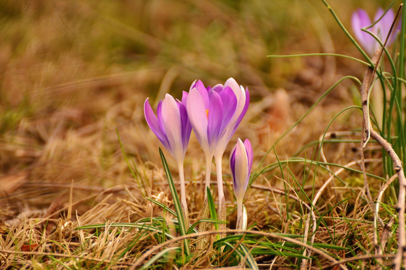 Nikon D5200 sample photo. Crocus, spring flowers, early photography
