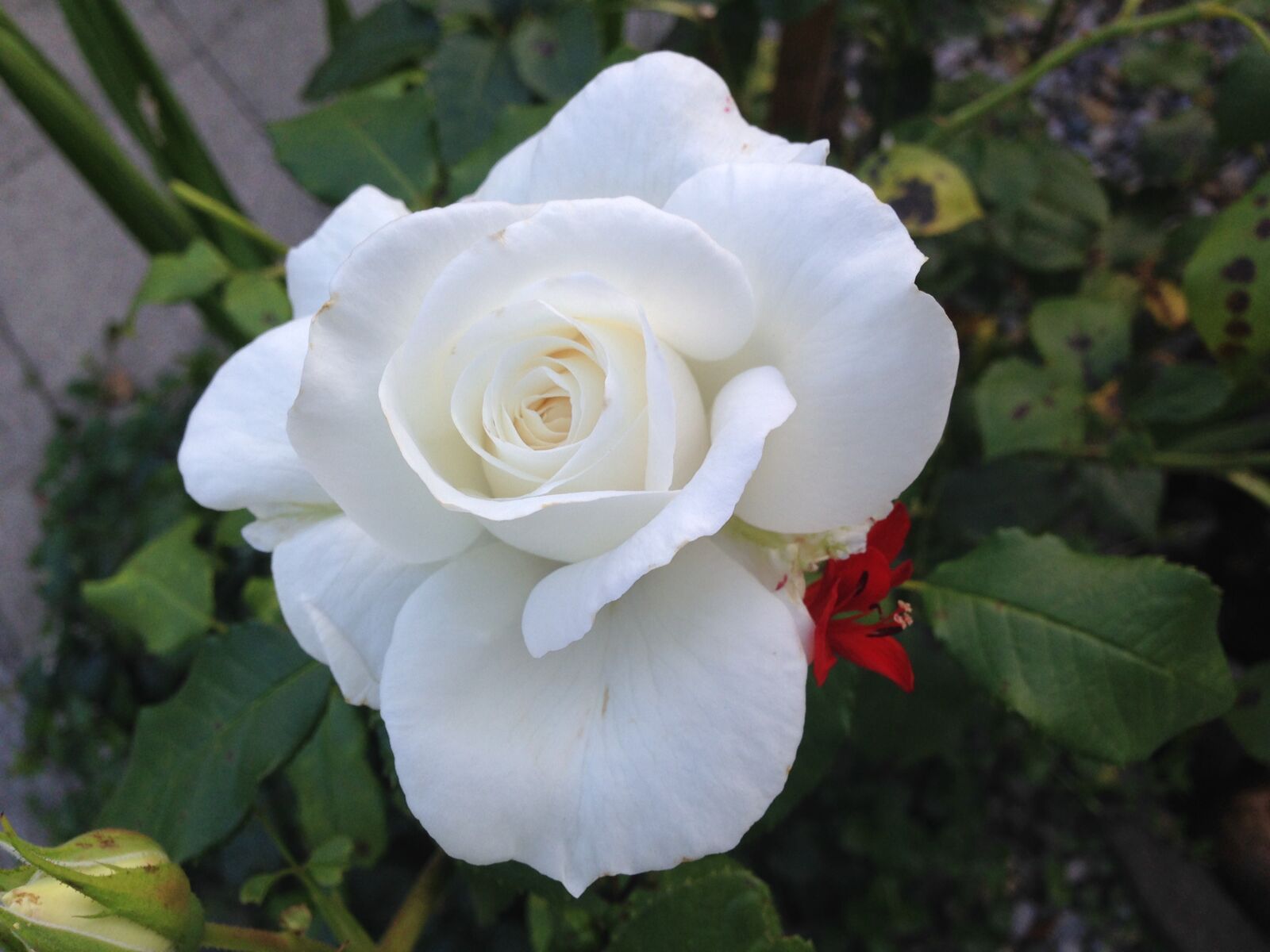 iPhone 5c back camera 4.12mm f/2.4 sample photo. White rose, rose, rose photography