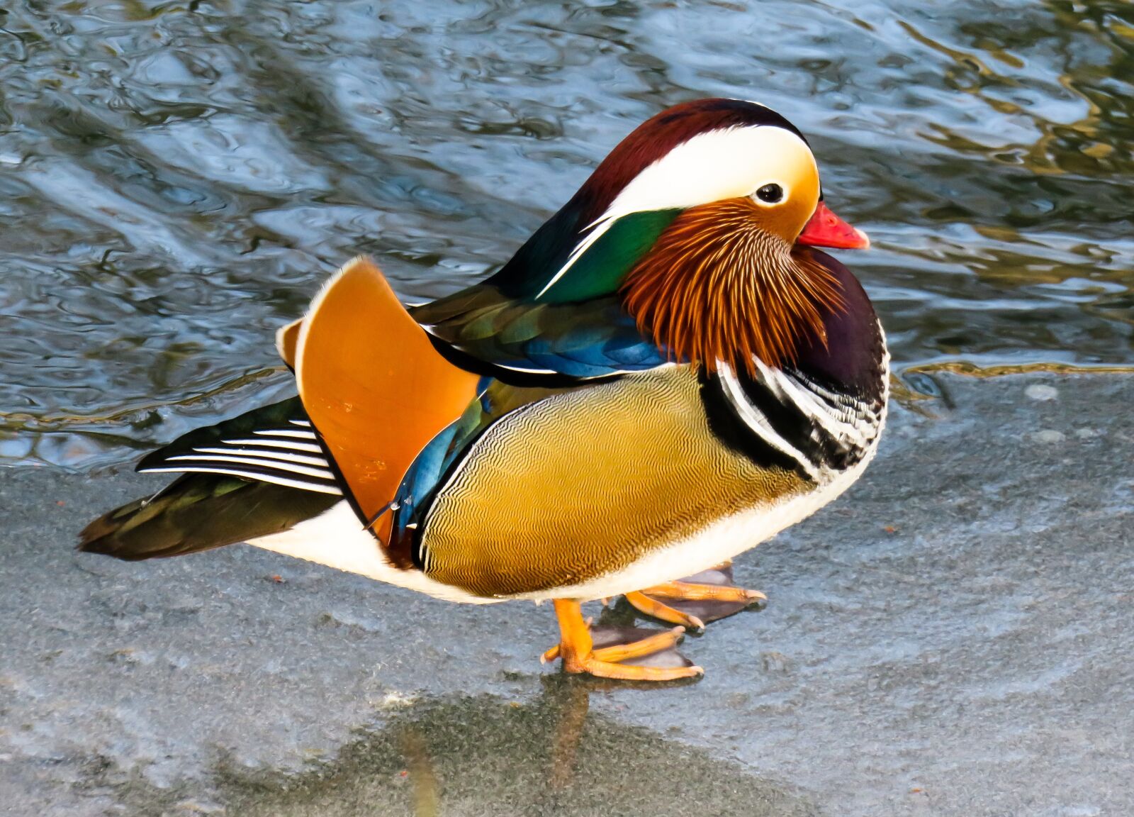 Canon PowerShot SX710 HS sample photo. Animal, duck, mandarin ducks photography
