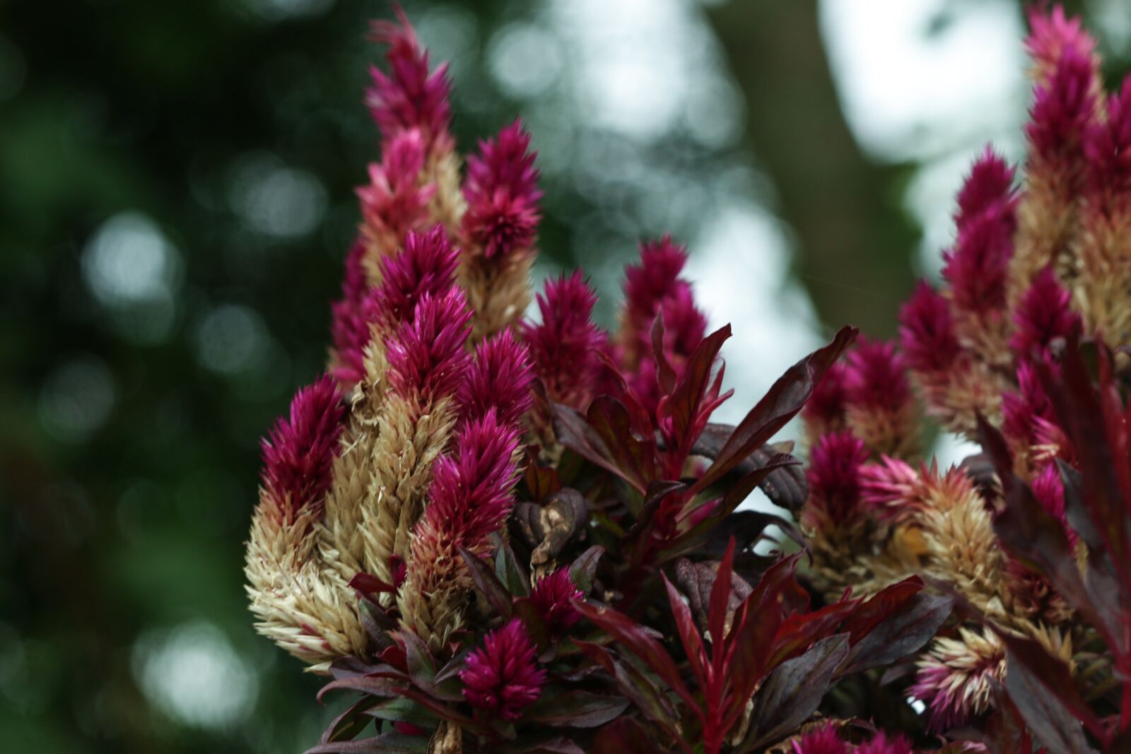 Canon EOS 7D Mark II sample photo. Flower, garden flower, blossom photography