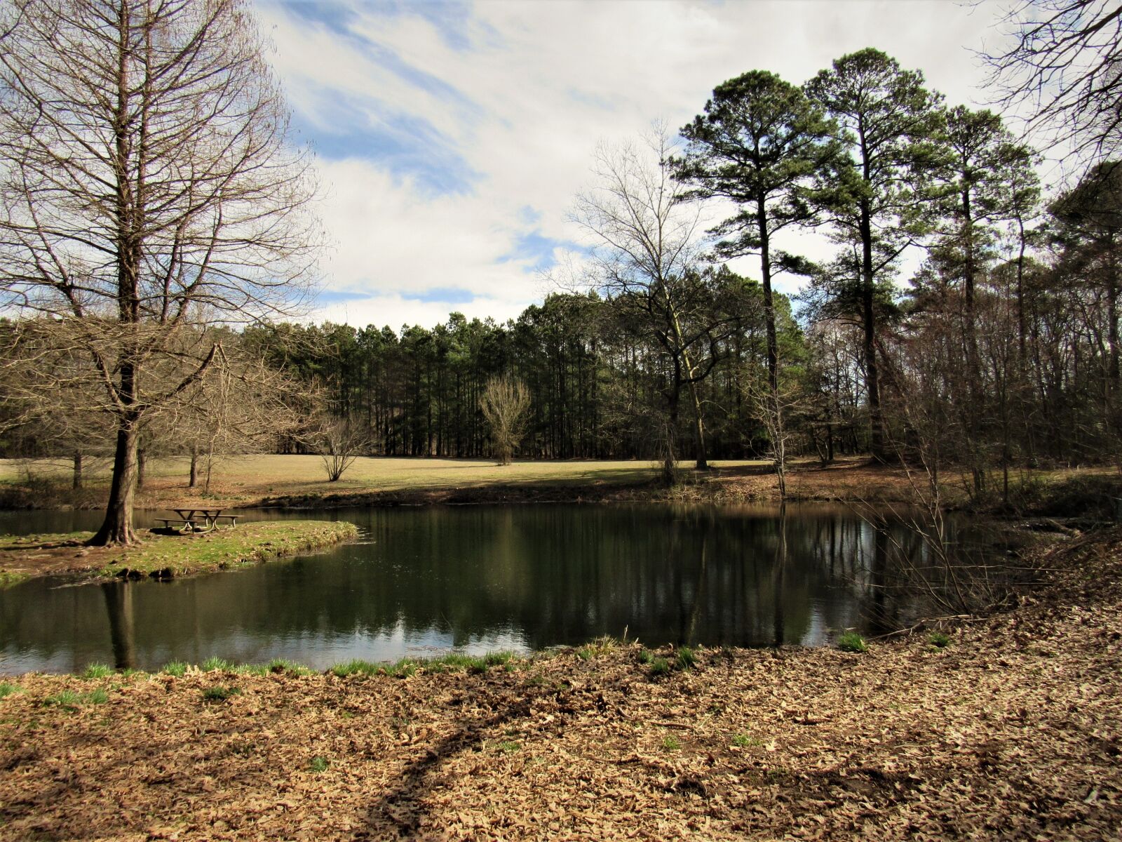 Canon PowerShot SX530 HS sample photo. Tree, nature, reflection photography