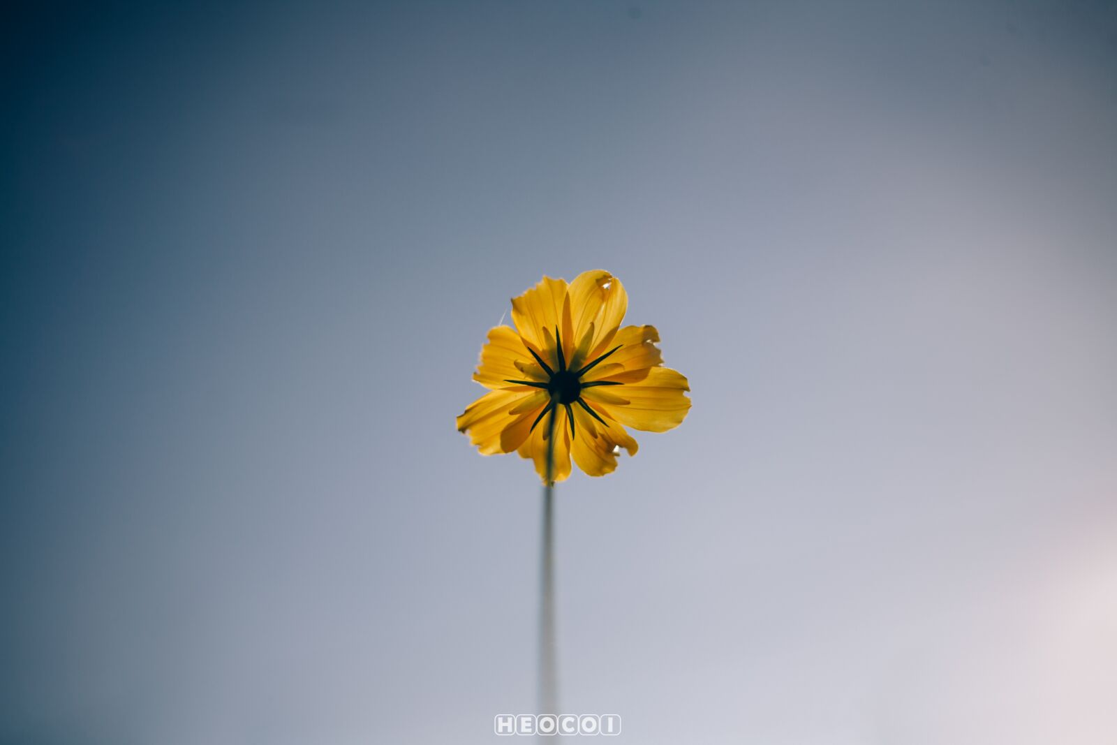 Canon EOS 5D sample photo. Sunshine, flower, young photography